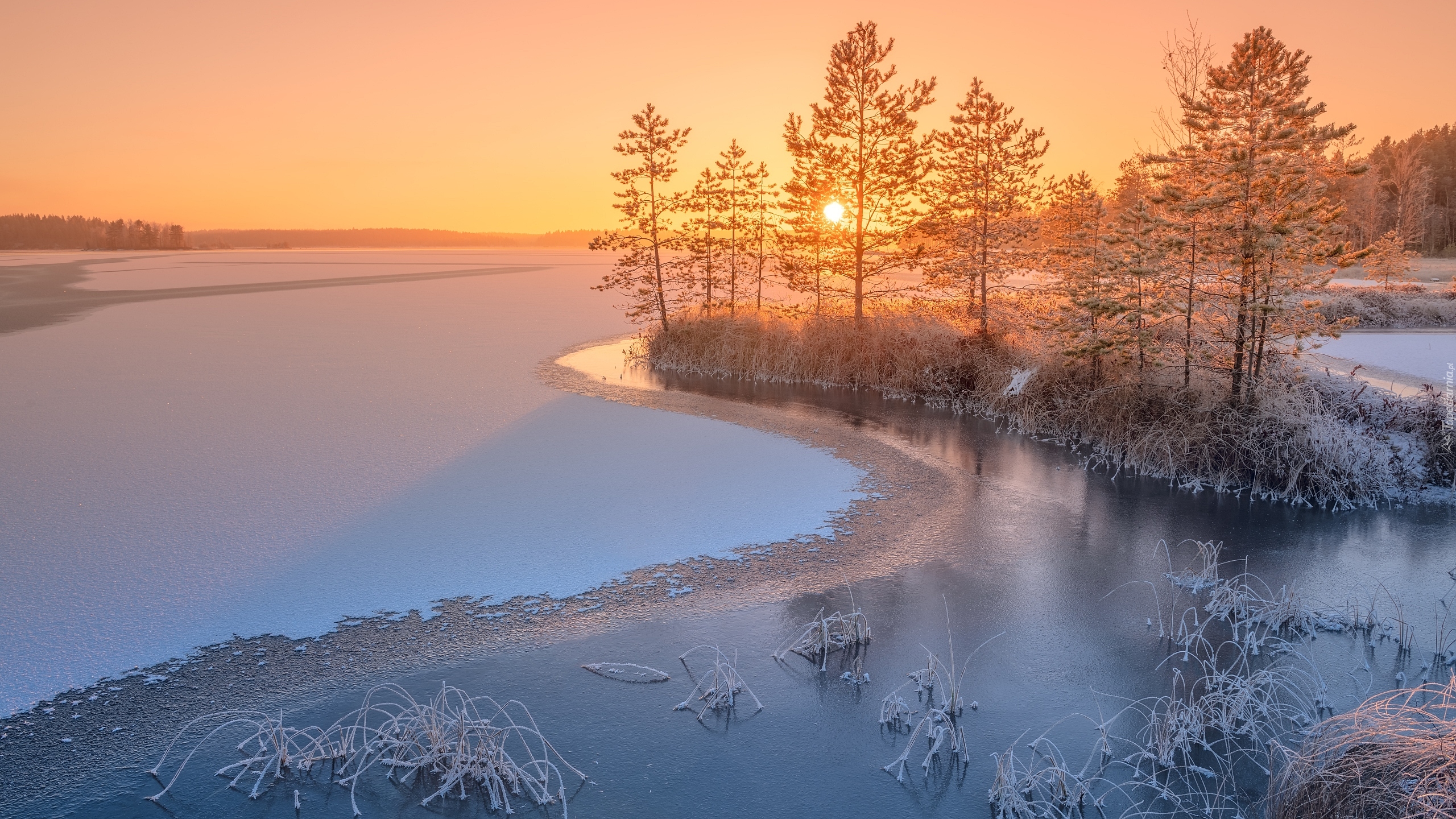 Rosja, Karelia, Jezioro, Ładoga, Drzewa, Zima, Wschód słońca