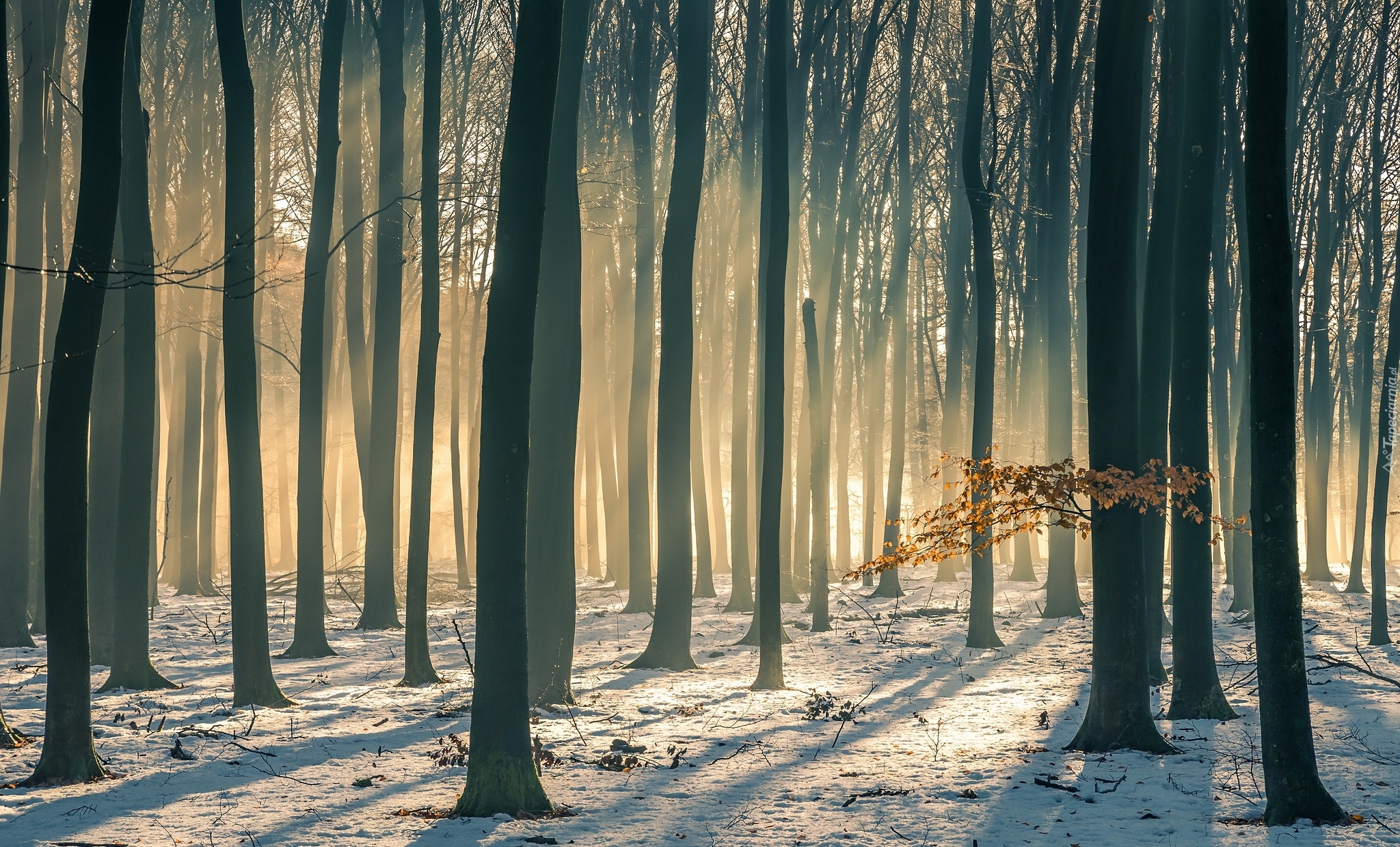 Las, Drzewa, Śnieg, Przebijające światło