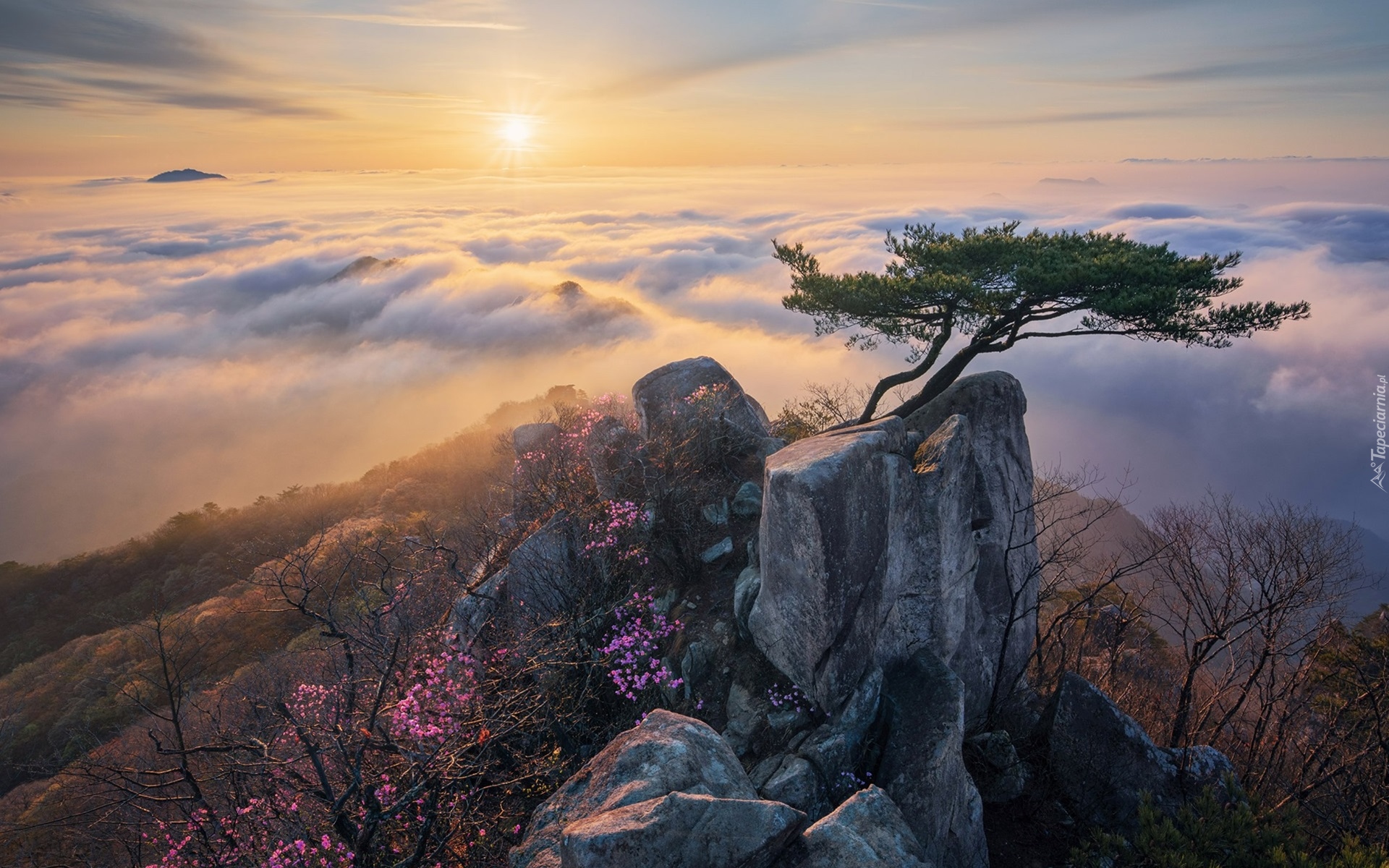 Park Prowincjonalny Daedunsan, Wschód Słońca, Drzewa, Sosny, Skały, Mgła, Góry, Prowincja Jeolla Północna, Korea Południowa
