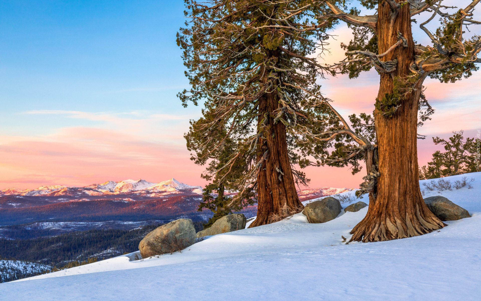 Zima, Drzewa, Niebo, Zachód słońca, Drzewa, Sosny, Góry, Kamienie, Śnieg, Carson Pass, Kalifornia, Stany Zjednoczone