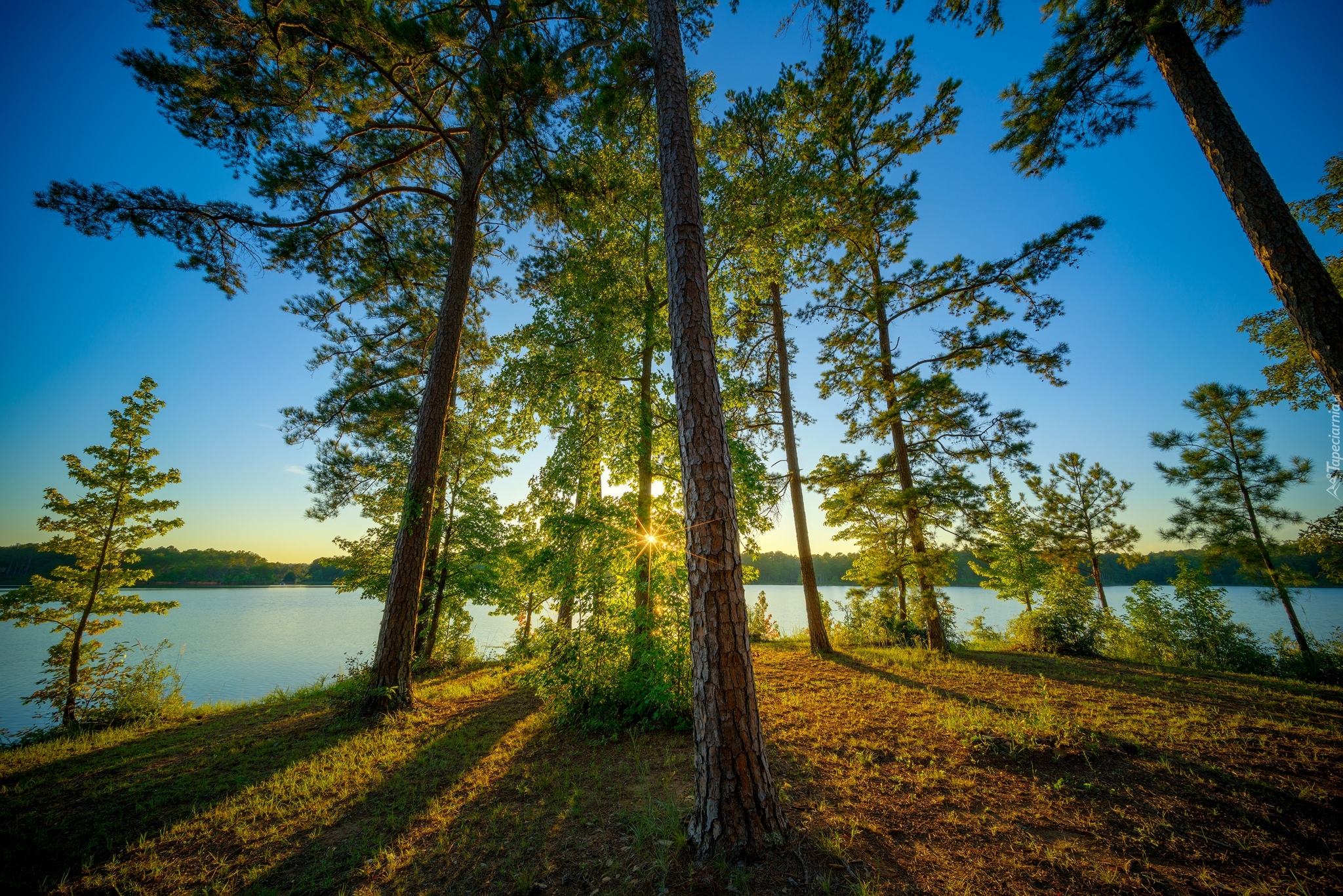 Stany Zjednoczone, Stan Alabama, Obszar rekreacyjny Veasey Creek Recreation Area, Jezioro West Point, Drzewa, Sosny