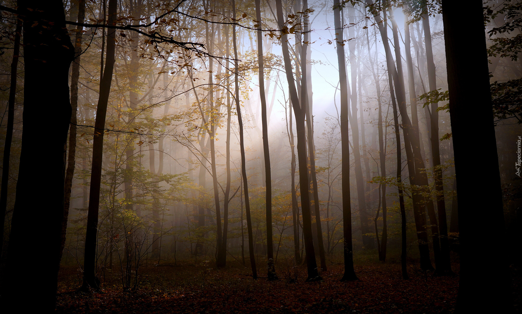 Las, Mgła, Przebijające Światło