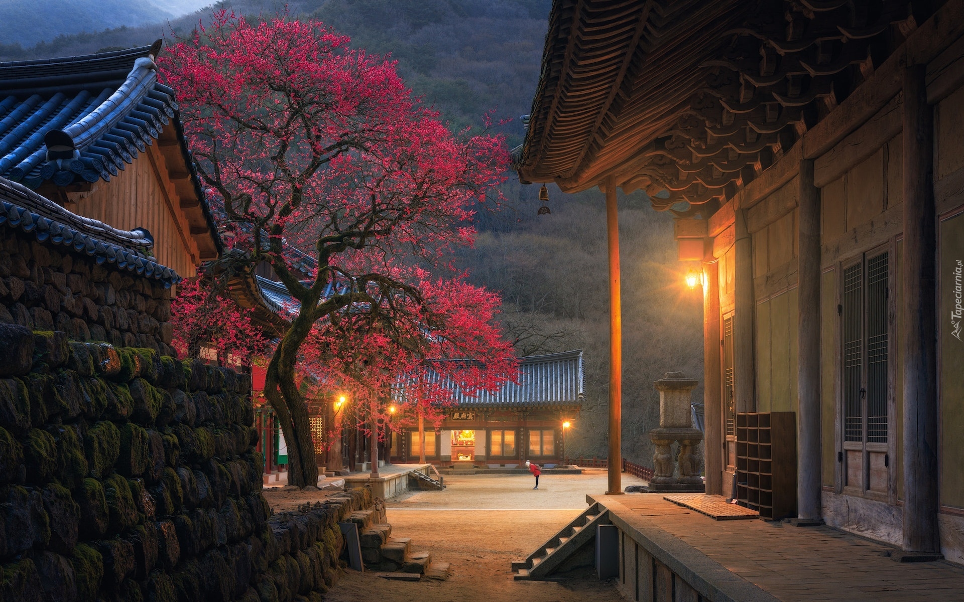 Człowiek, Światła, Świątynia, Buddyjska, Hwaeomsa, Kwitnące, Drzewo, Hrabstwo Gurye, Korea Południowa
