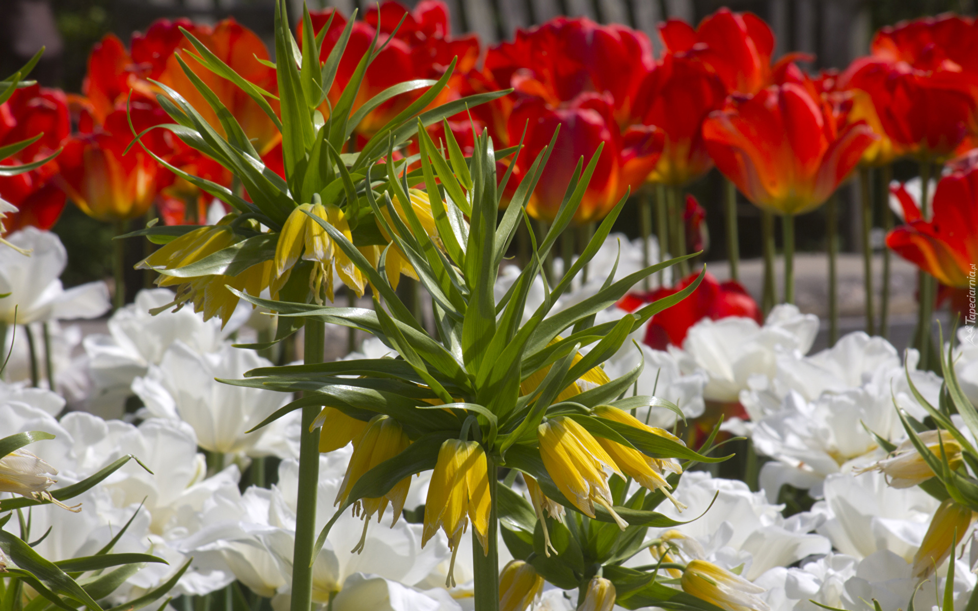 Kwiaty, Żółta, Szachownica cesarska, Tulipany
