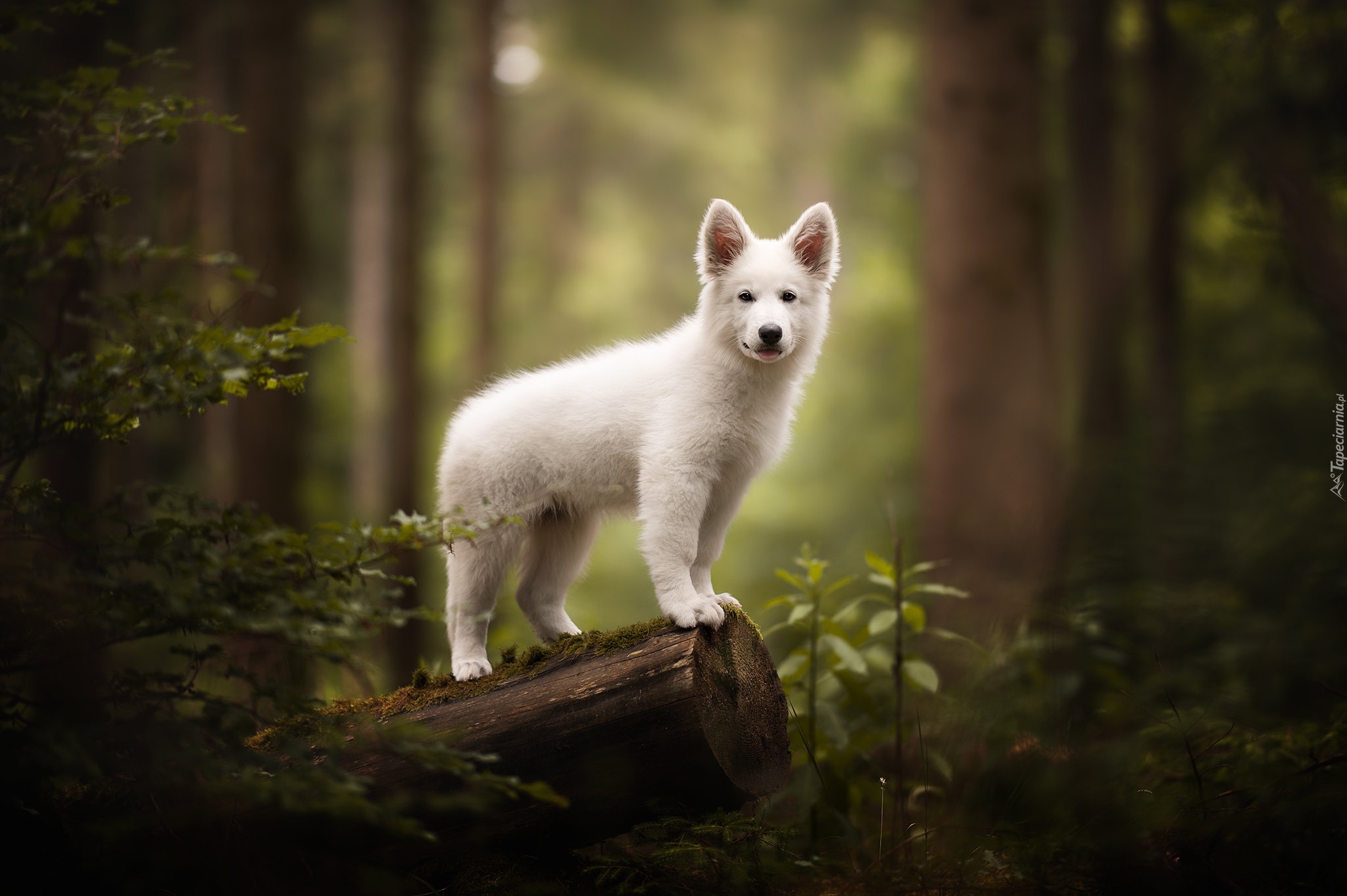 Biały, Pies, Szczeniak, Biały owczarek szwajcarski, Pniak, Las