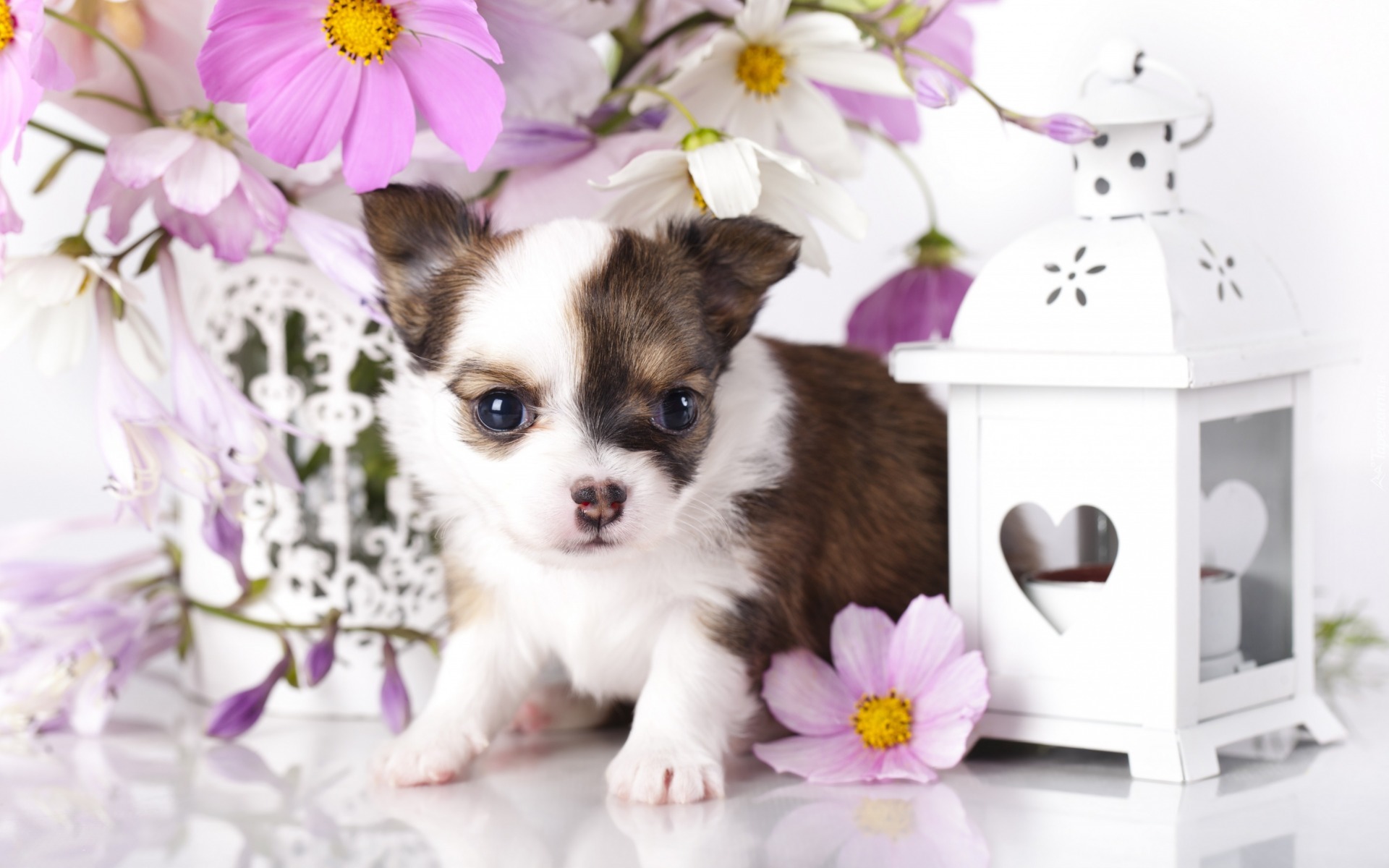 Pies, Szczeniak, Chihuahua, Kwiaty, Kosmea