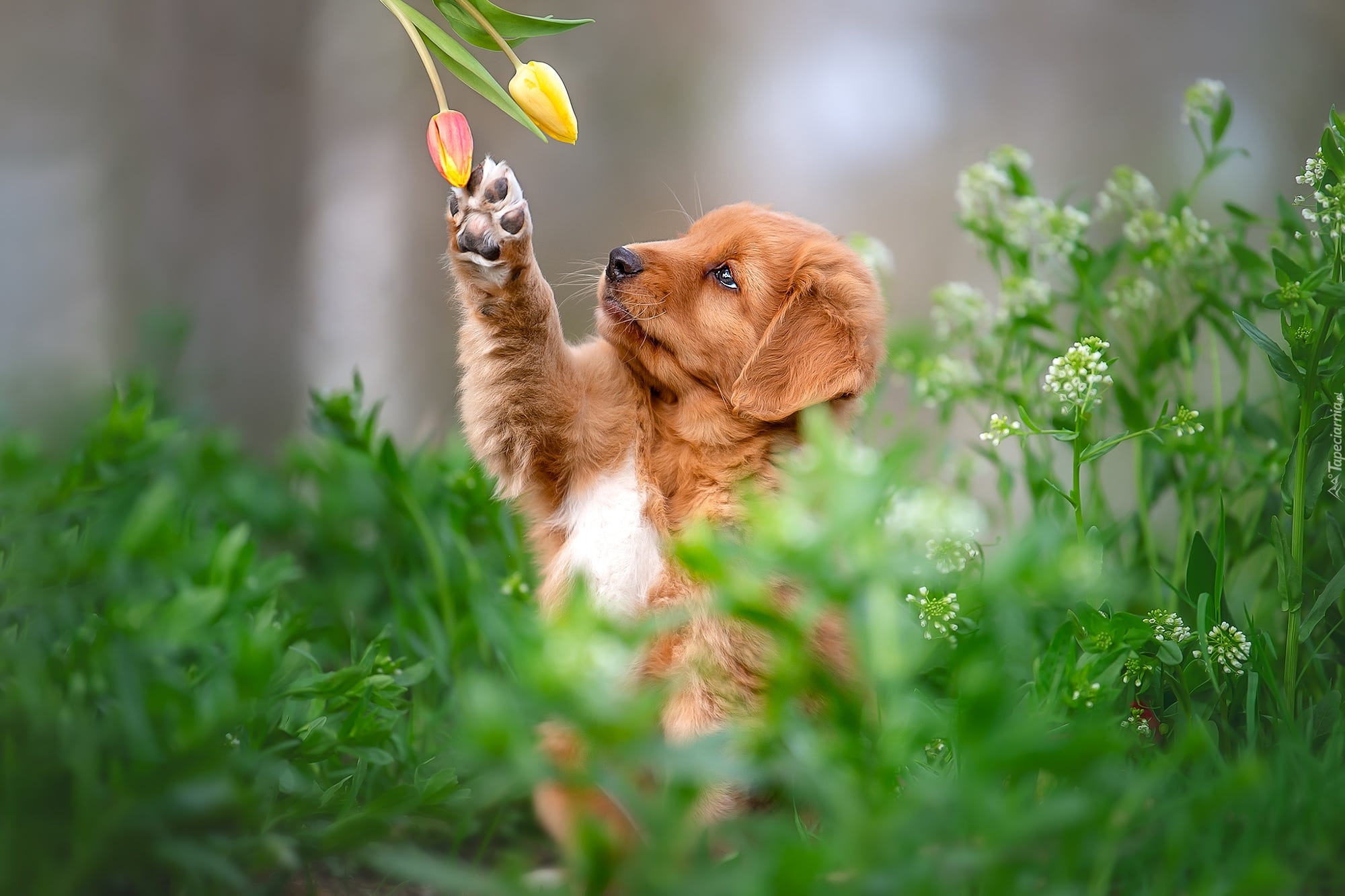 Pies, Szczeniak, Retriever z Nowej Szkocji, Kwiaty, Tulipany