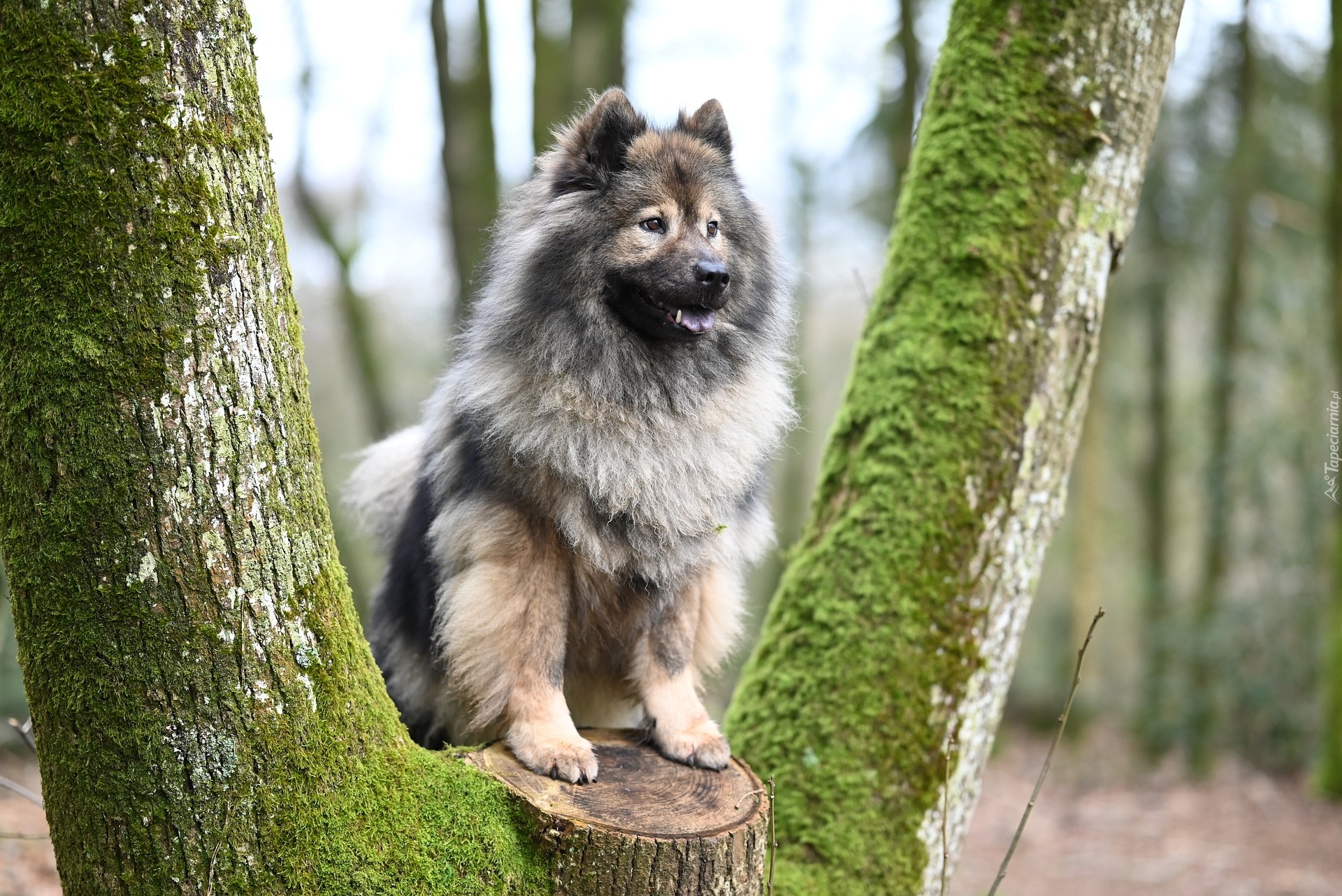Pies, Szpic eurasier, Drzewo
