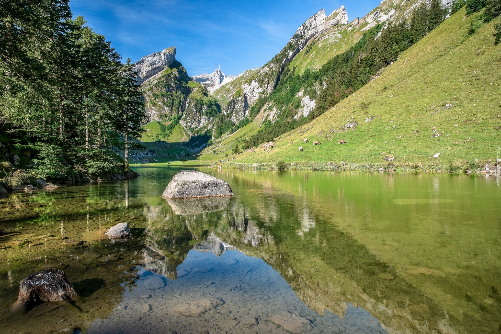 Jezioro Seealpsee, Góry Alpy, Kamienie, Drzewa, Kanton Appenzell Innerrhoden, Szwajcaria