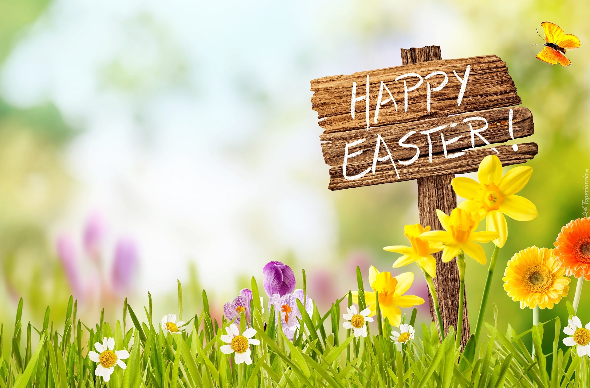 Wielkanoc, Napis, Happy Easter, Kwiaty, Krokusy, Żonkile, Gerbery, Motyl