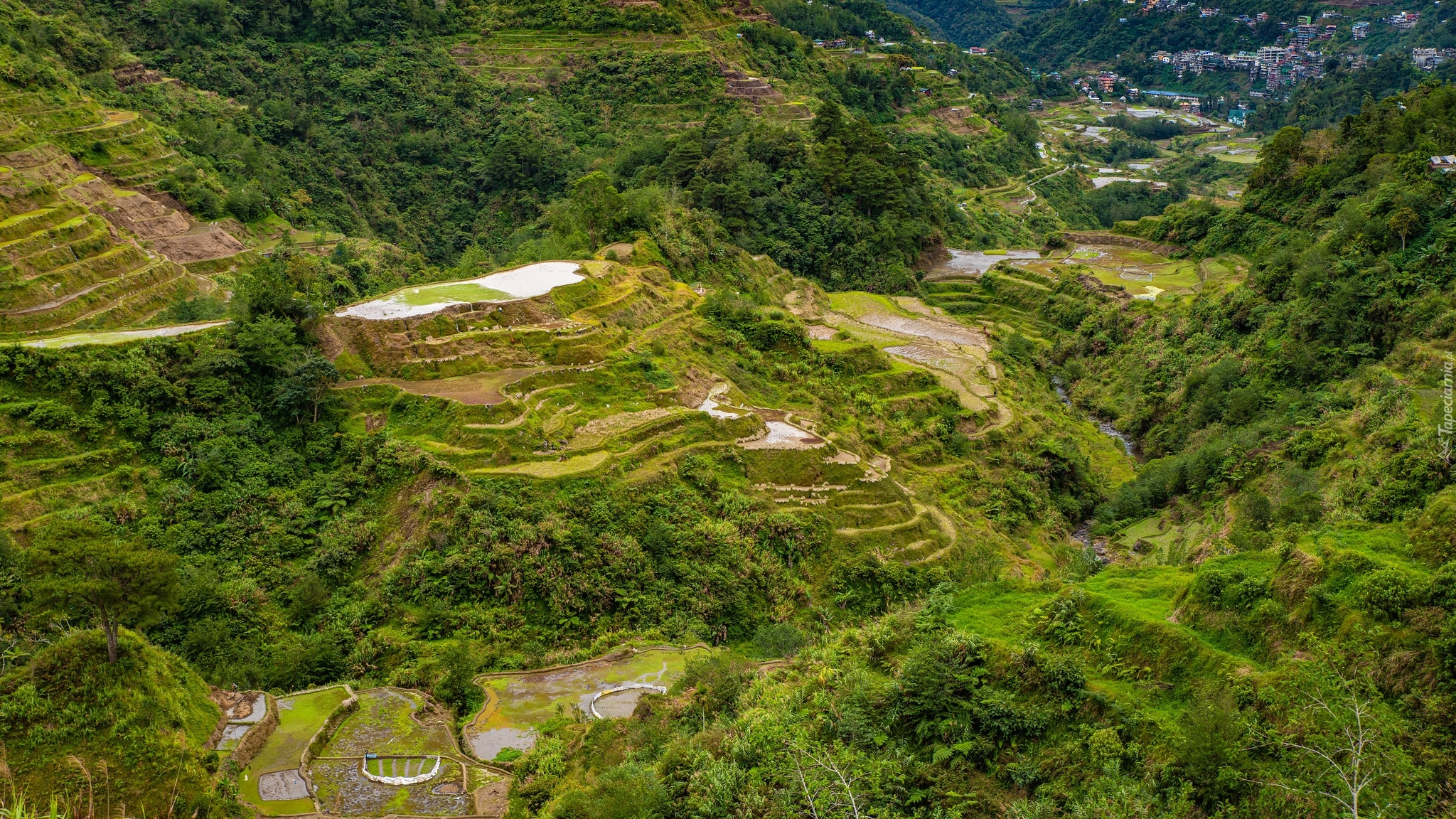 Wzgórza, Uprawa, Tarasy ryżowe, Prowincja Ifugao, Wyspa Luzon, Filipiny