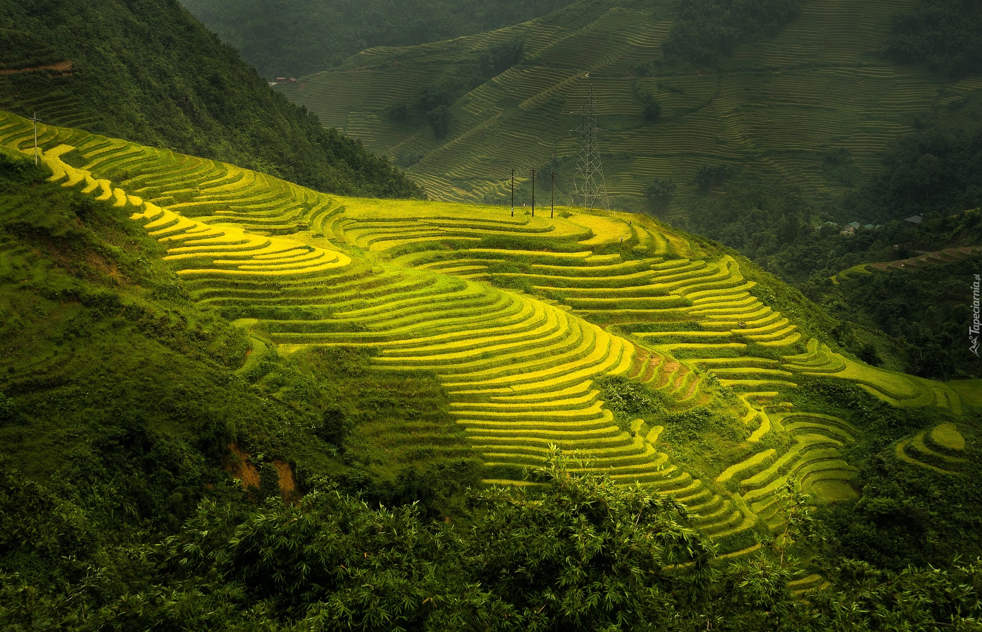 Wzgórza, Pola uprawne, Pola, Ryżowe, Tarasy ryżowe, Sa Pa, Prowincja Lao Cai, Wietnam