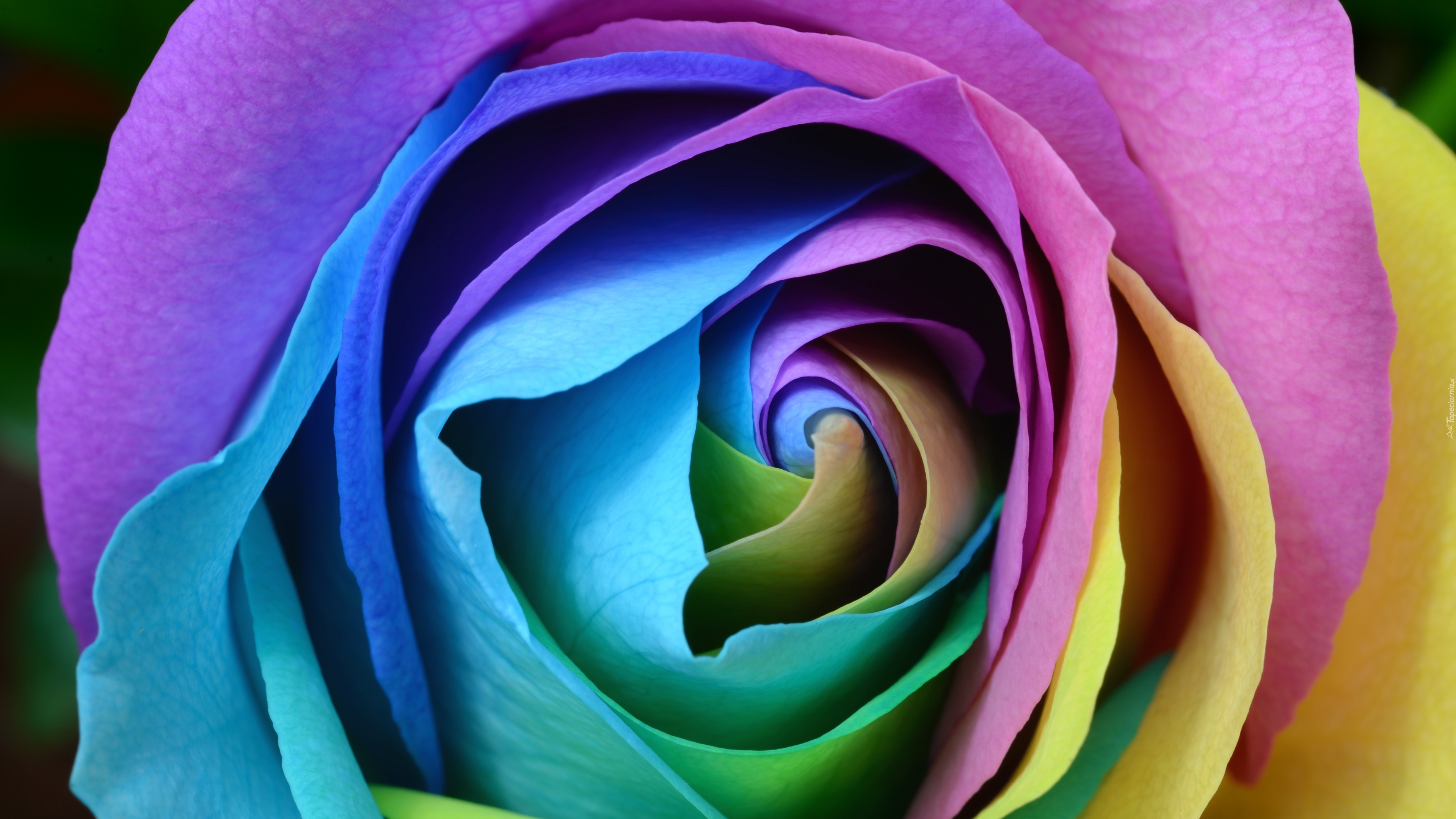 Kolorowa, Róża, Zbliżenie