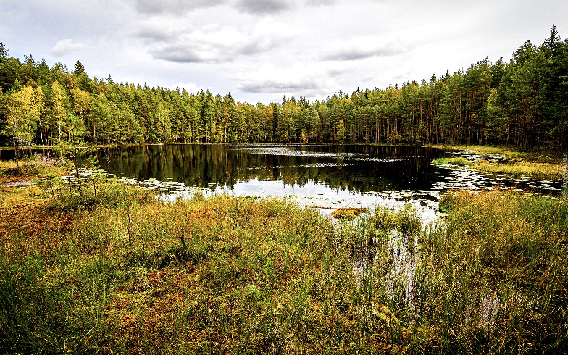 Staw, Trawa, Drzewa, Las, Chmury, Park Narodowy Sipoonkorpi, Finlandia