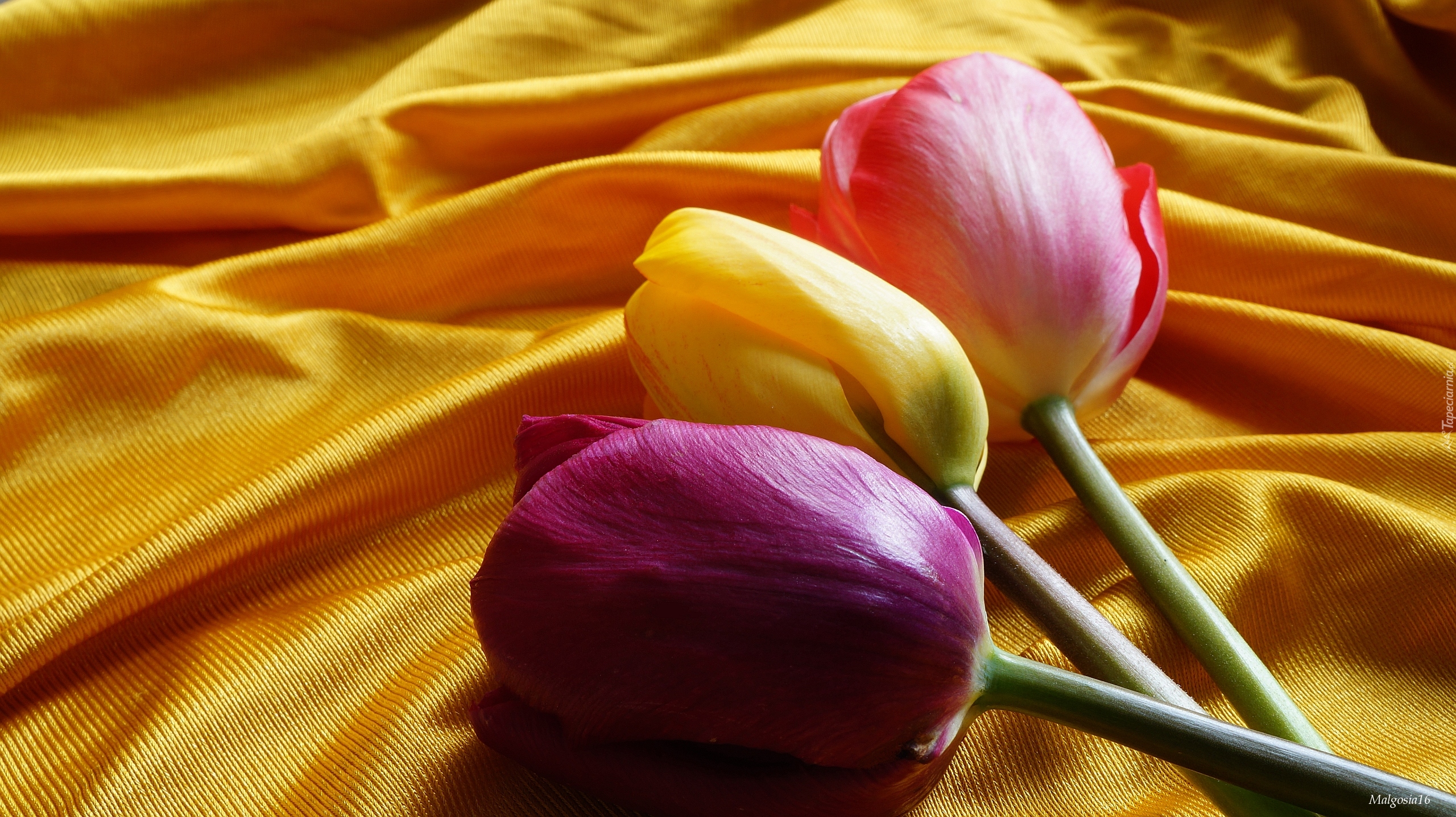 Trzy, Tulipany, Żółty, Materiał