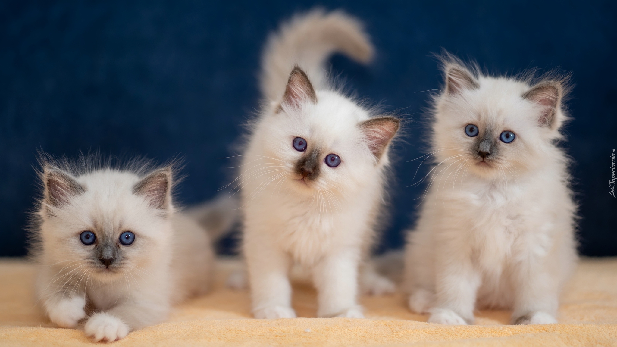 Trzy, Małe, Koty birmańskie