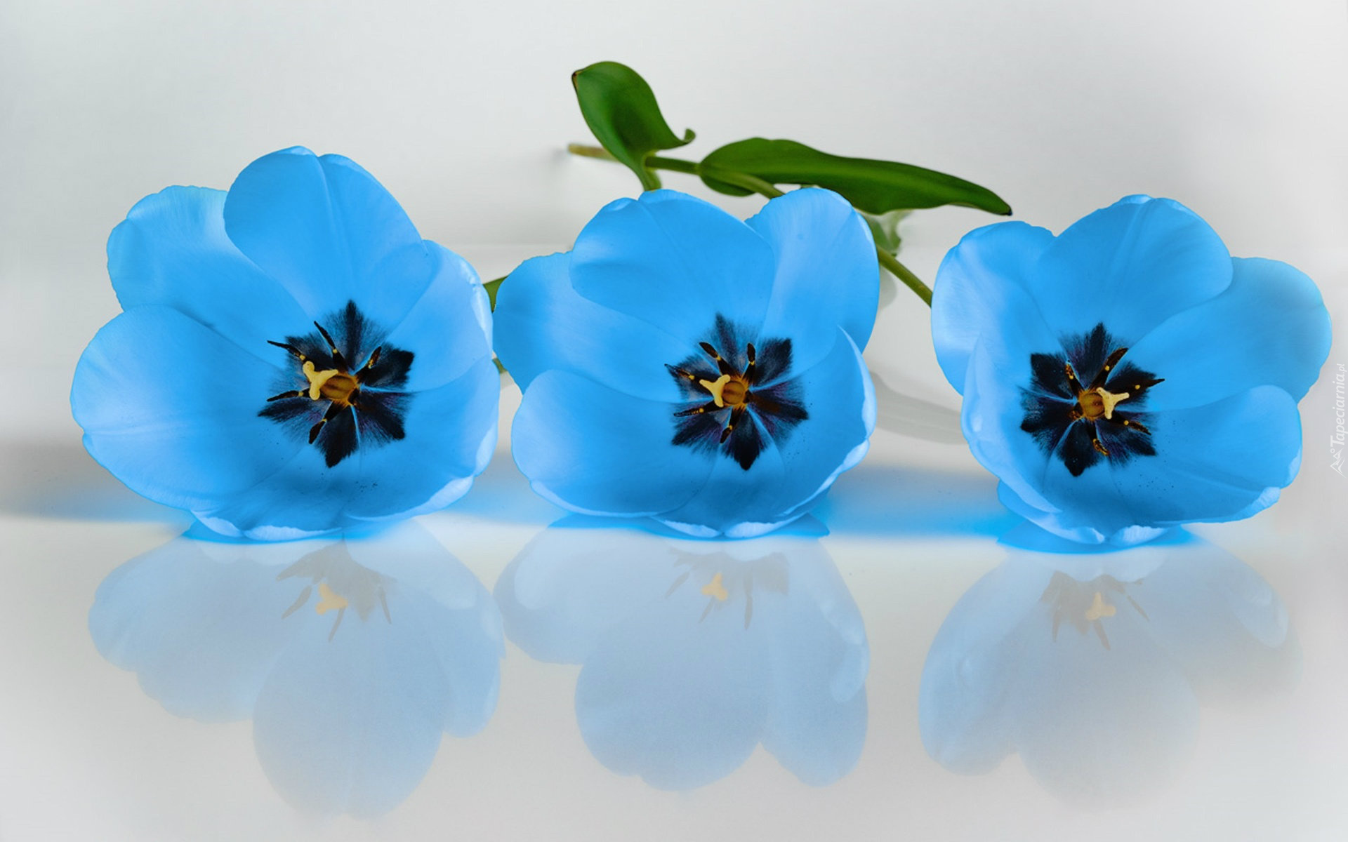 Trzy, Niebieskie, Tulipany, Odbicie