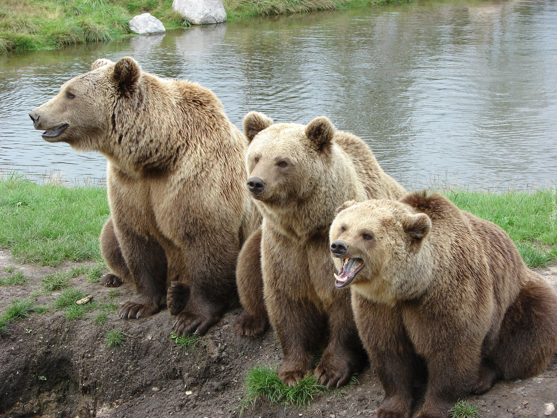 Trzy, Niedźwiedzie brunatne, Woda