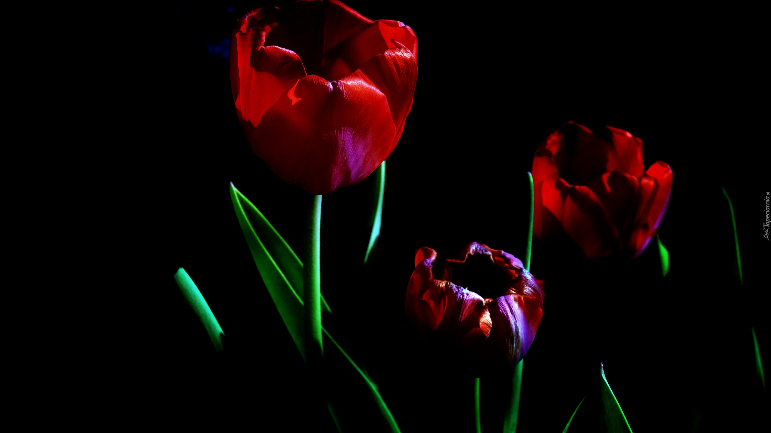 Trzy, Czerwone, Tulipany, Liście, Ciemne tło