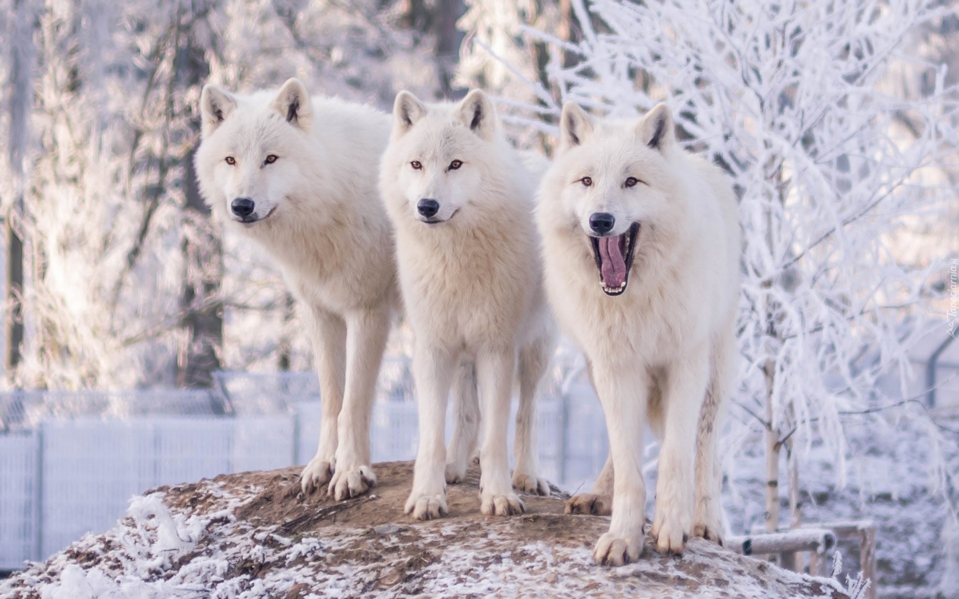 Trzy, Wilki polarne, Białe, Trzy, Śnieg