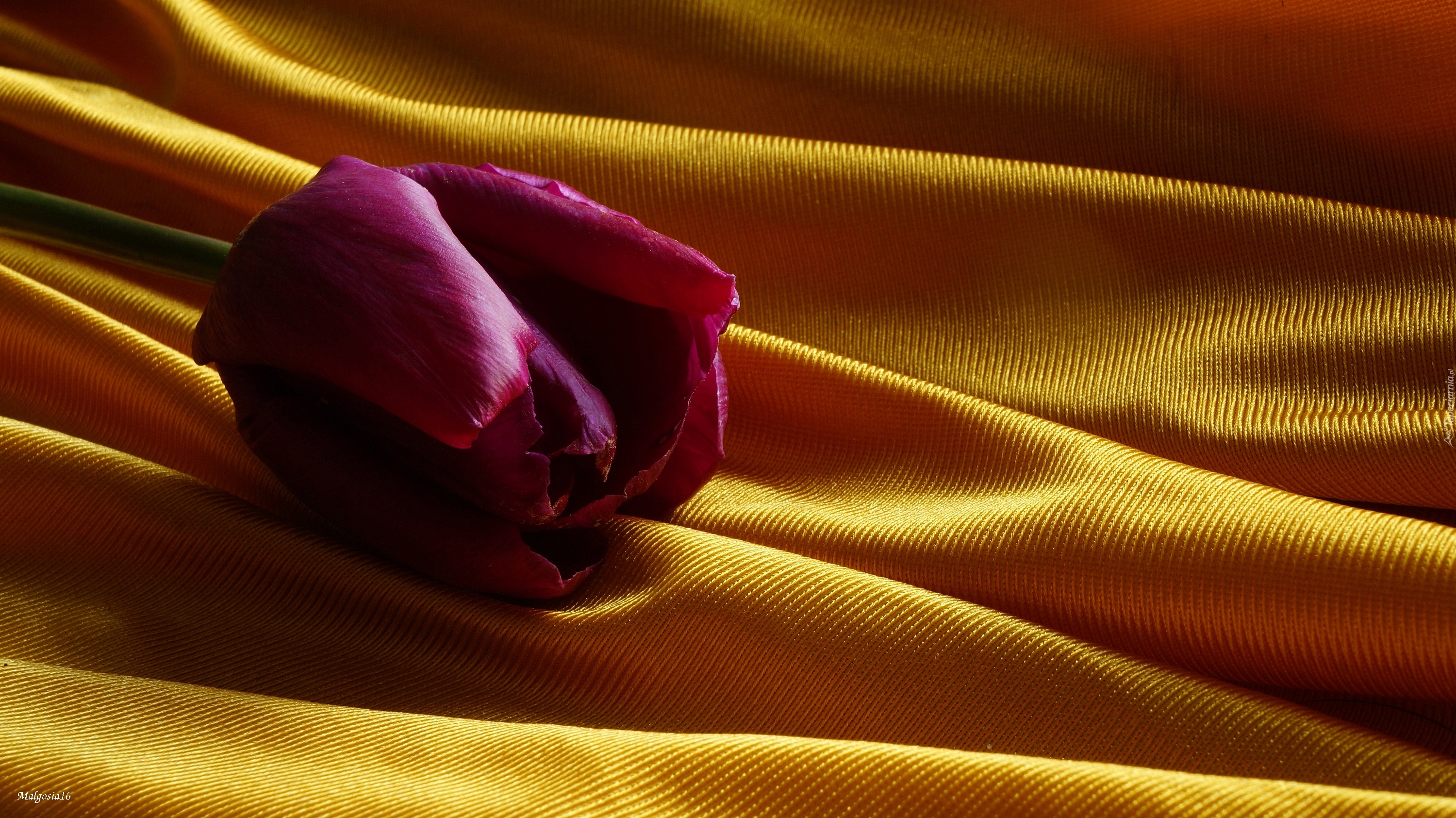 Leżący, Tulipan, Żółty, Materiał