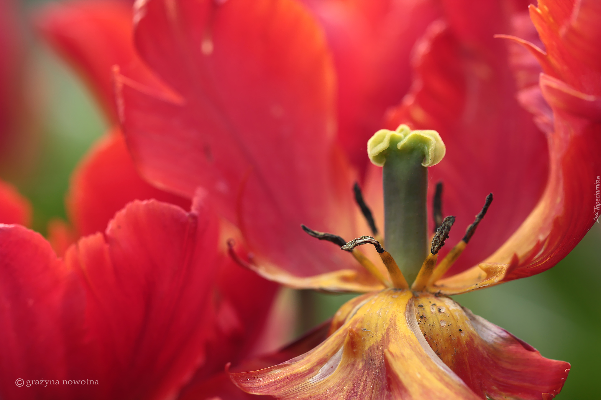 Tulipan, Czerwony, Kwiat, Pręciki