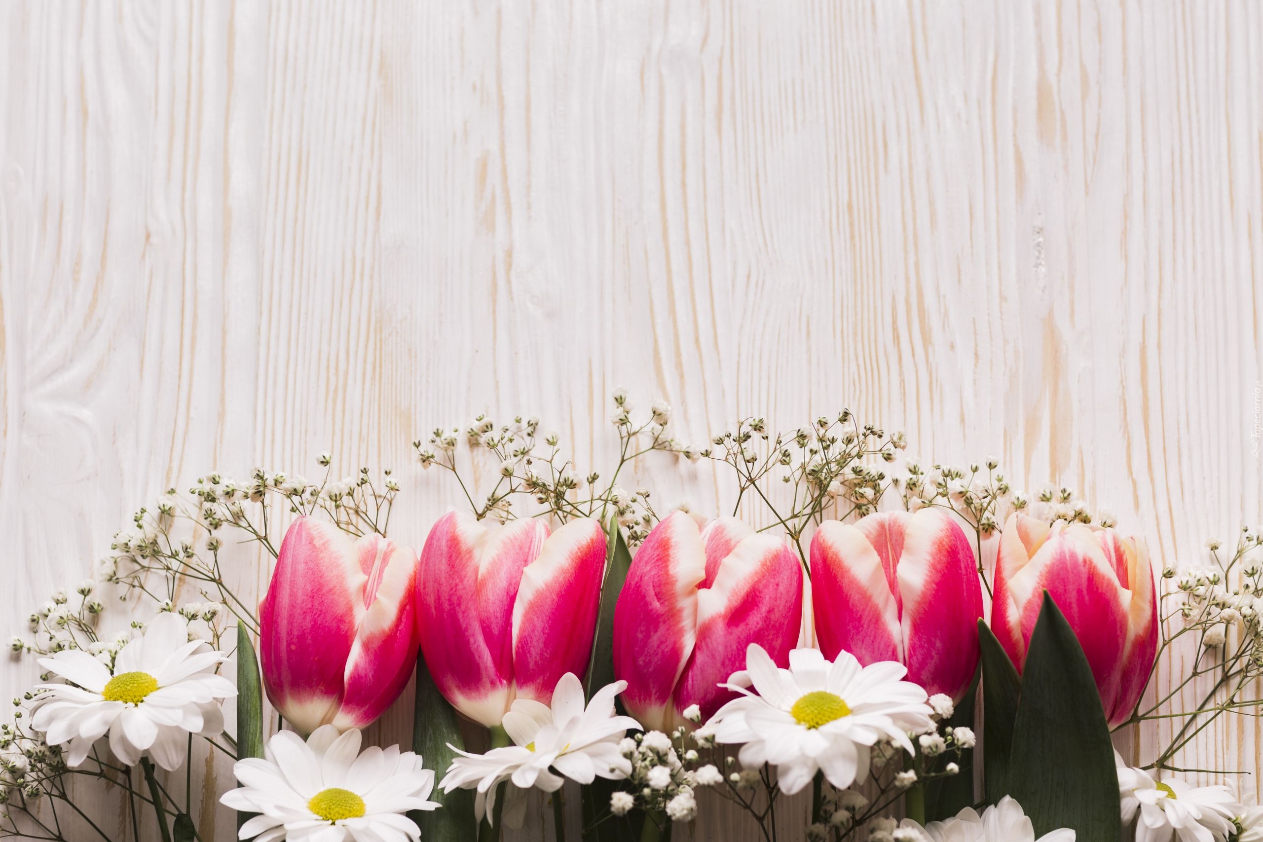 Kwiaty, Różowe, Tulipany, Białe, Kwiatki, Gipsówka, Deski, Tło