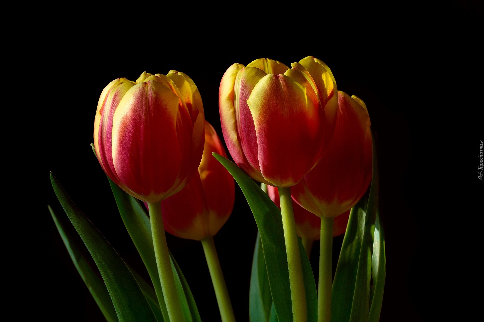 Czerwono-żółte, Tulipany, Ciemne tło
