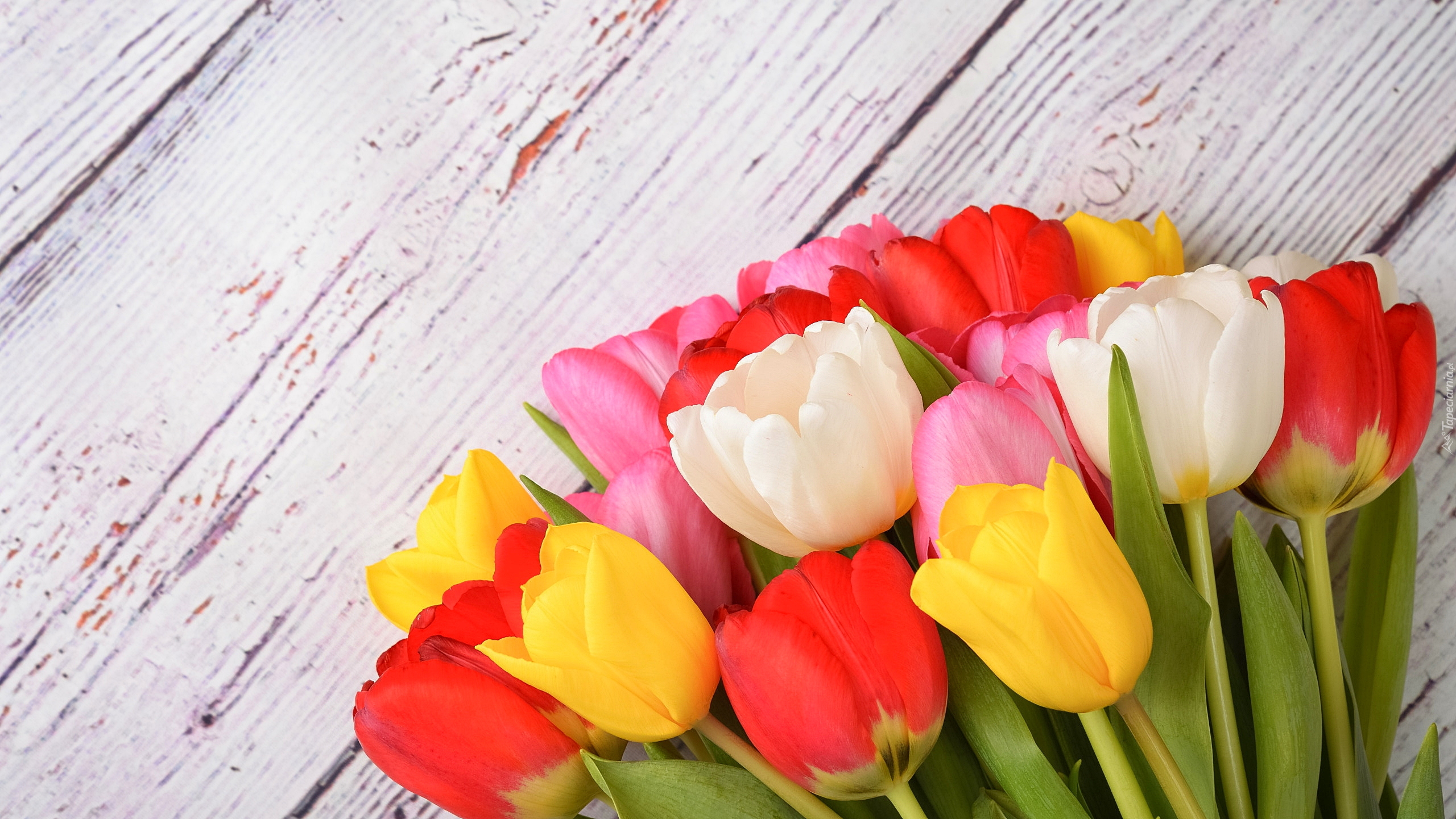 Kwiaty, Kolorowe, Tulipany, Białe, Deski