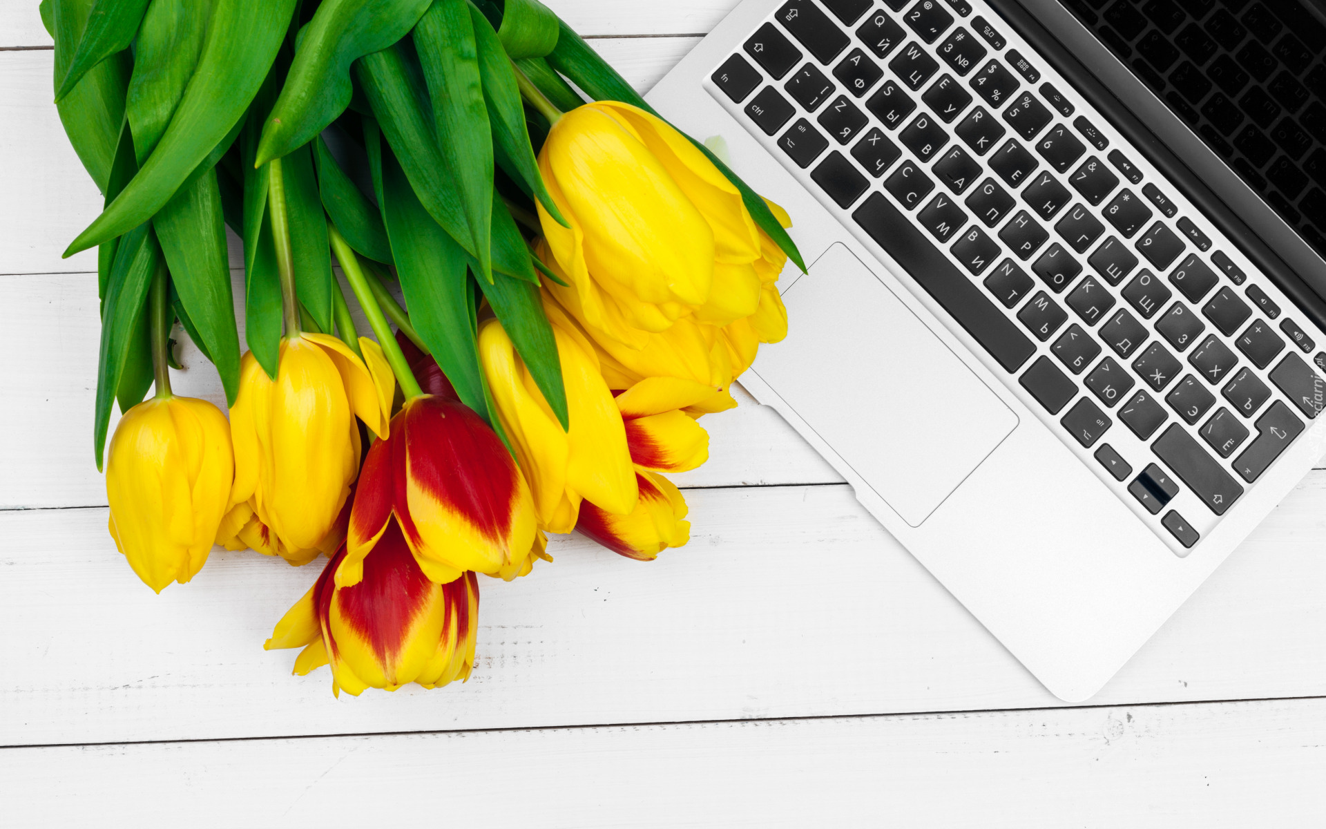 Kwiaty, Kolorowe, Tulipany, Laptop, Białe, Deski