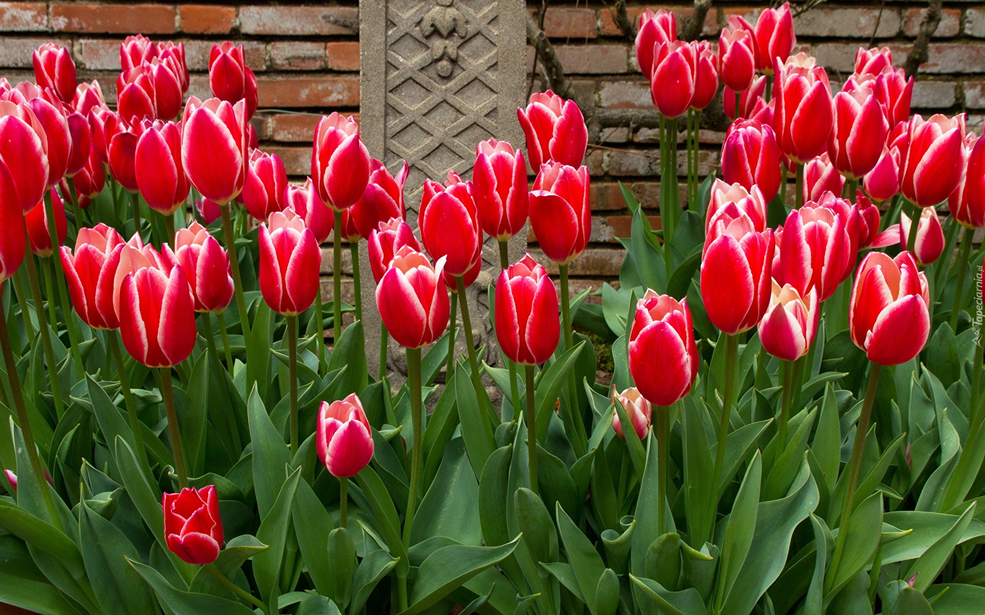 Kwiaty, Tulipany, Liście, Murek, Cegły