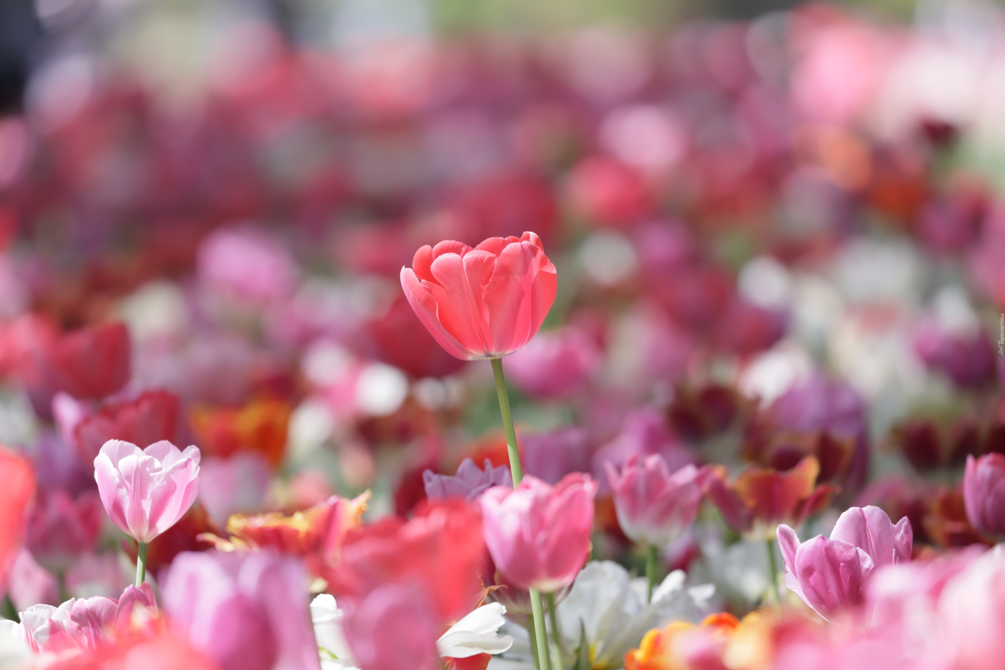 Kolorowe, Rozświetlone, Tulipany