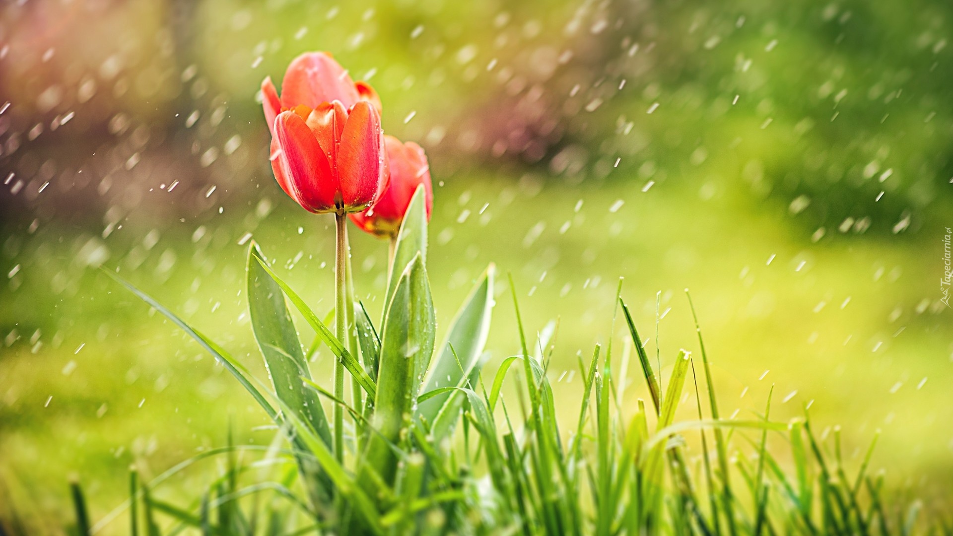 Tulipany, Deszcz, Trawa, Rozmyte, Tło