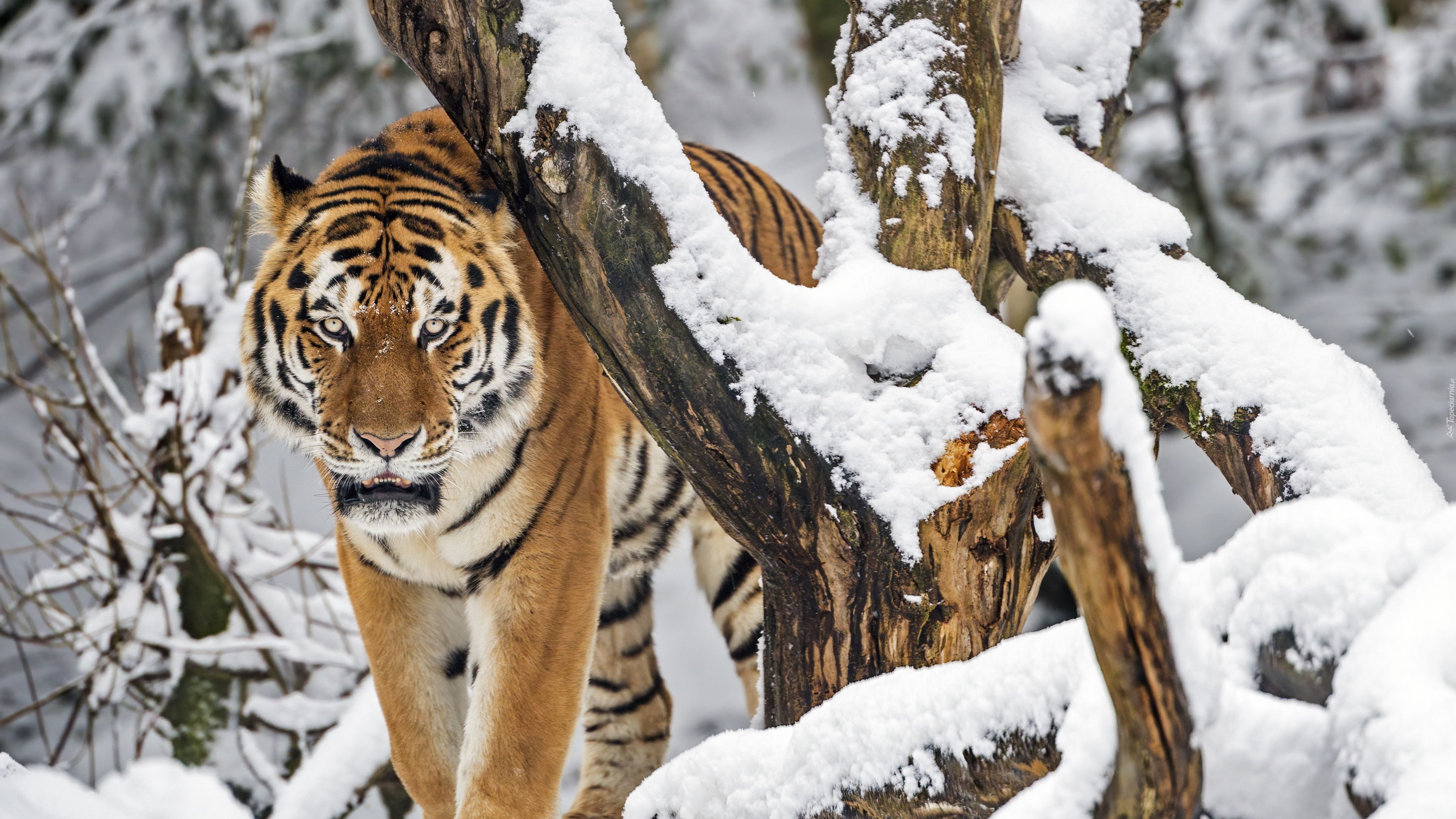 Tygrys, Śnieg, Drzewo