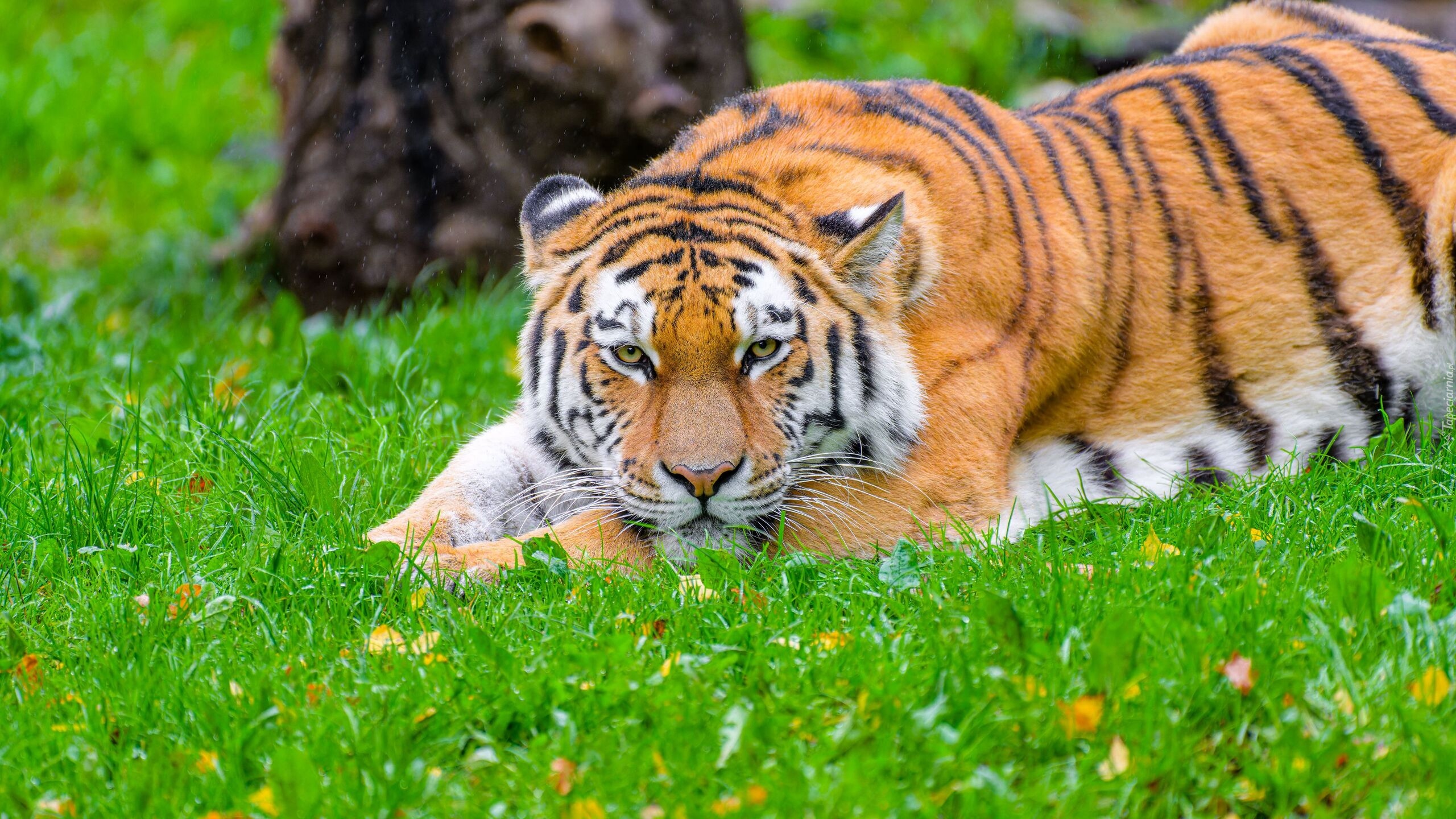 Leżący, Tygrys syberyjski, Drapieżnik