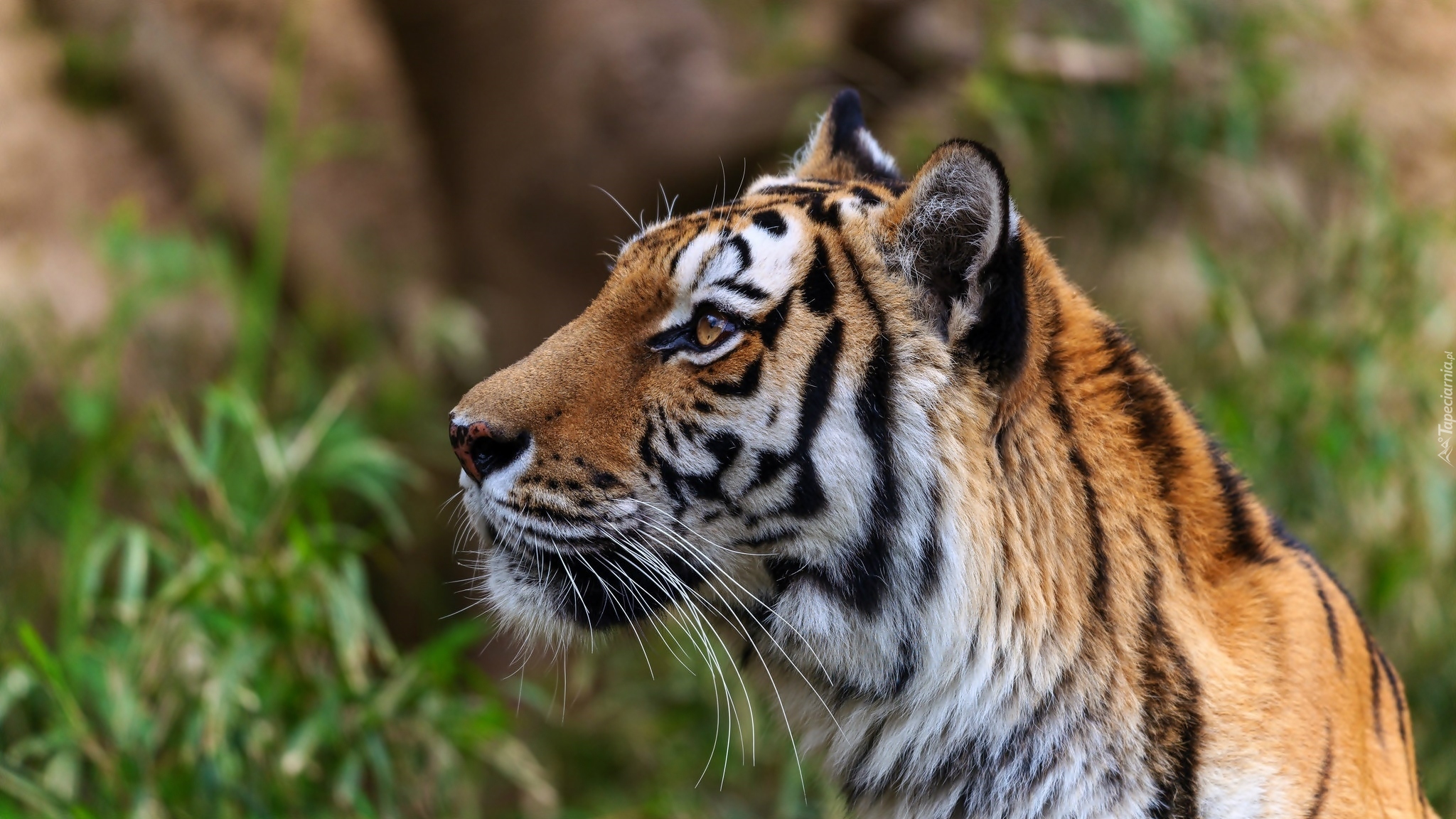 Tygrys, Wąsy, Profil