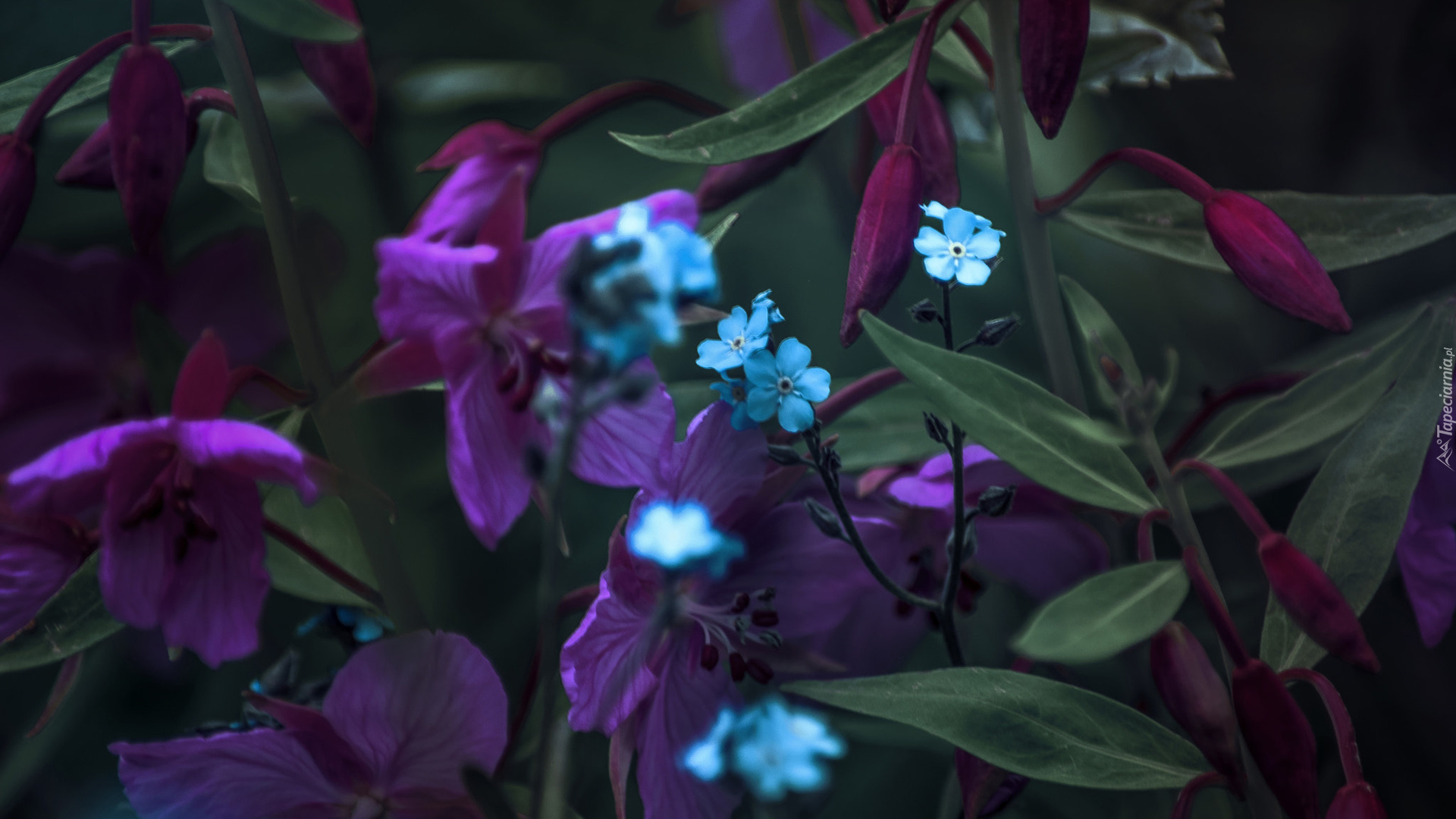Niebieskie, Kwiaty, Ułudki