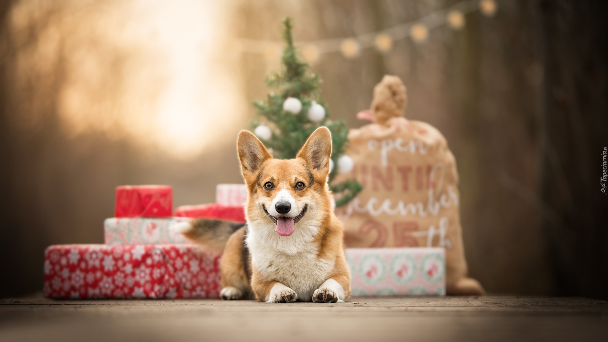 Pies, Welsh corgi pembroke, Świąteczne, Prezenty