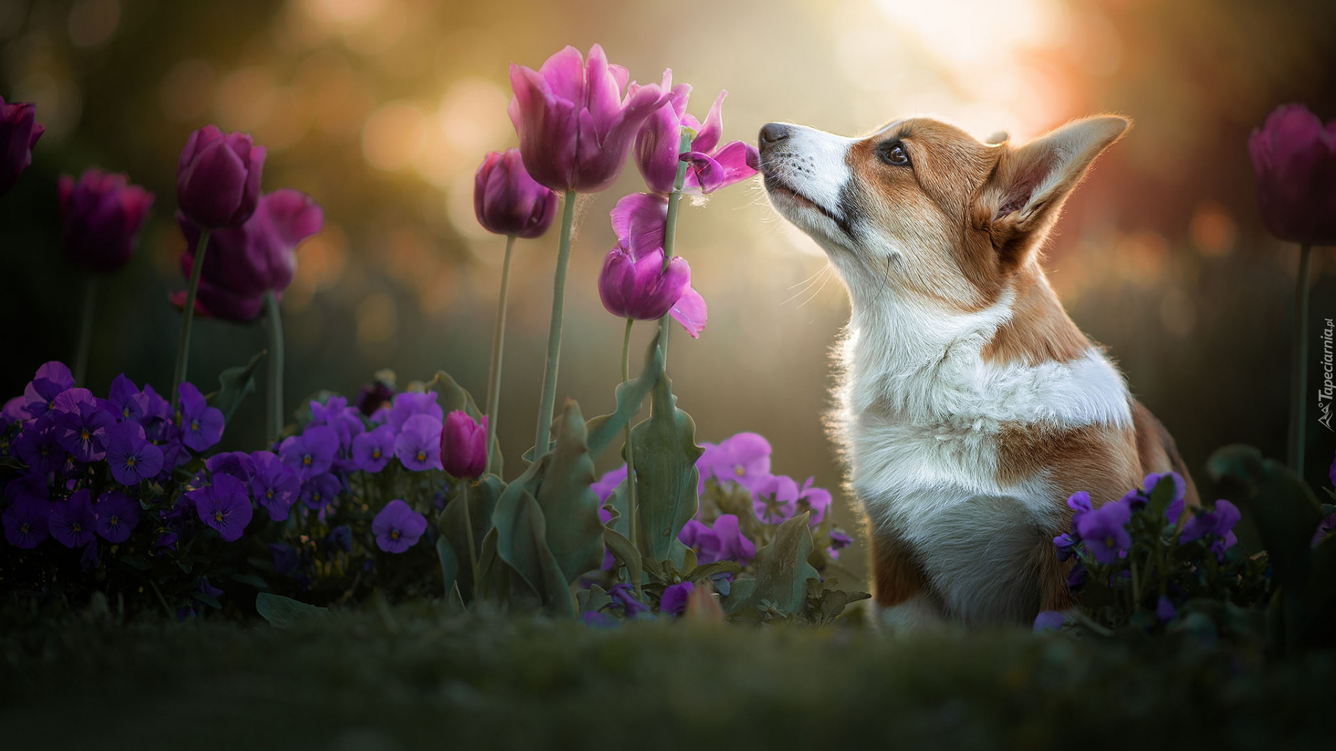 Pies, Welsh corgi pembroke, Kwiaty, Tulipany, Bratki