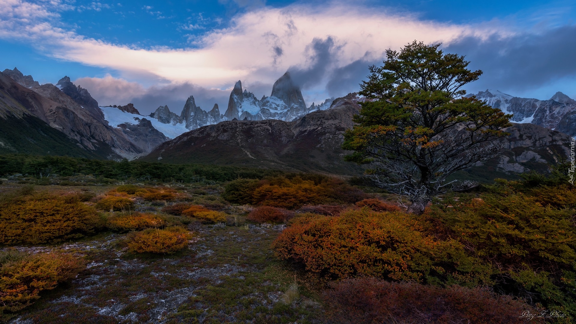 Góry, Drzewo, Pożółkłe, Rośliny, Park Narodowy Los Glaciares, Patagonia, Argentyna