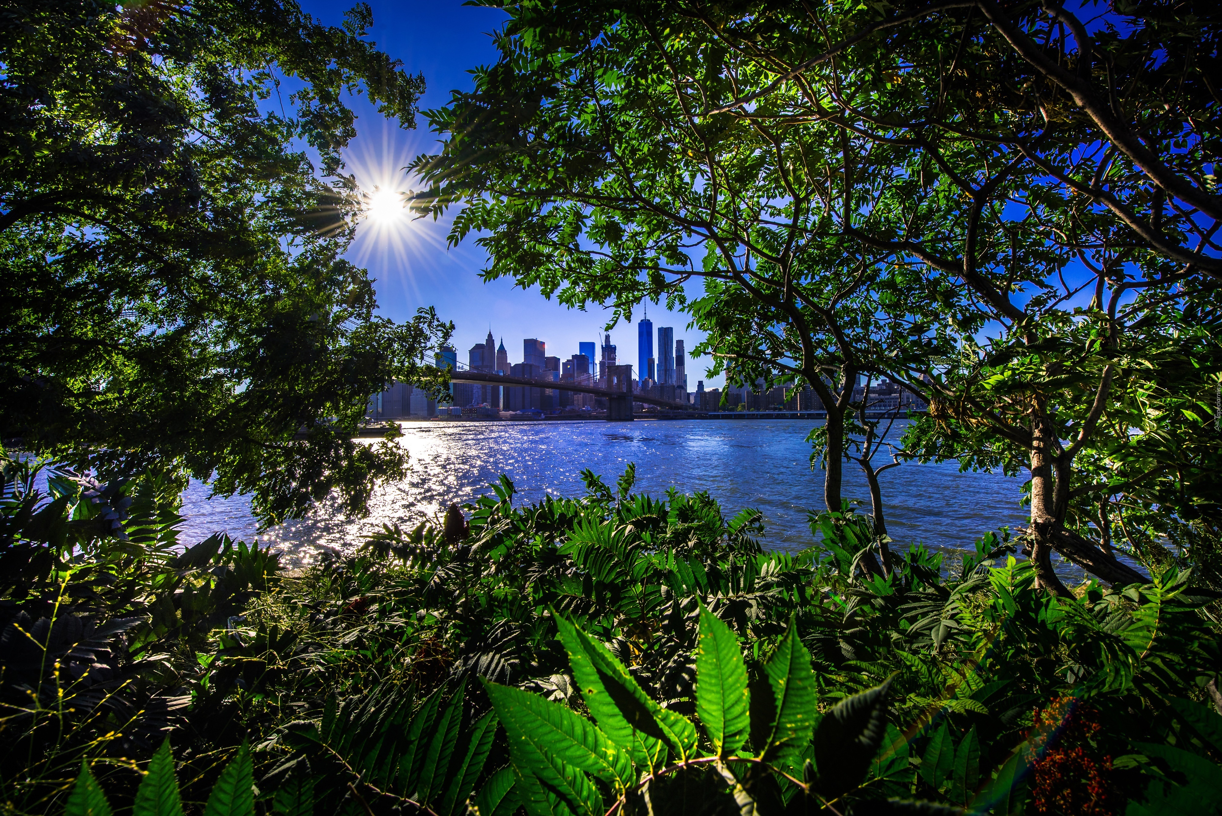 Nowy Jork, Drzewa, Zatoka, Wschód słońca, Most Brookliński