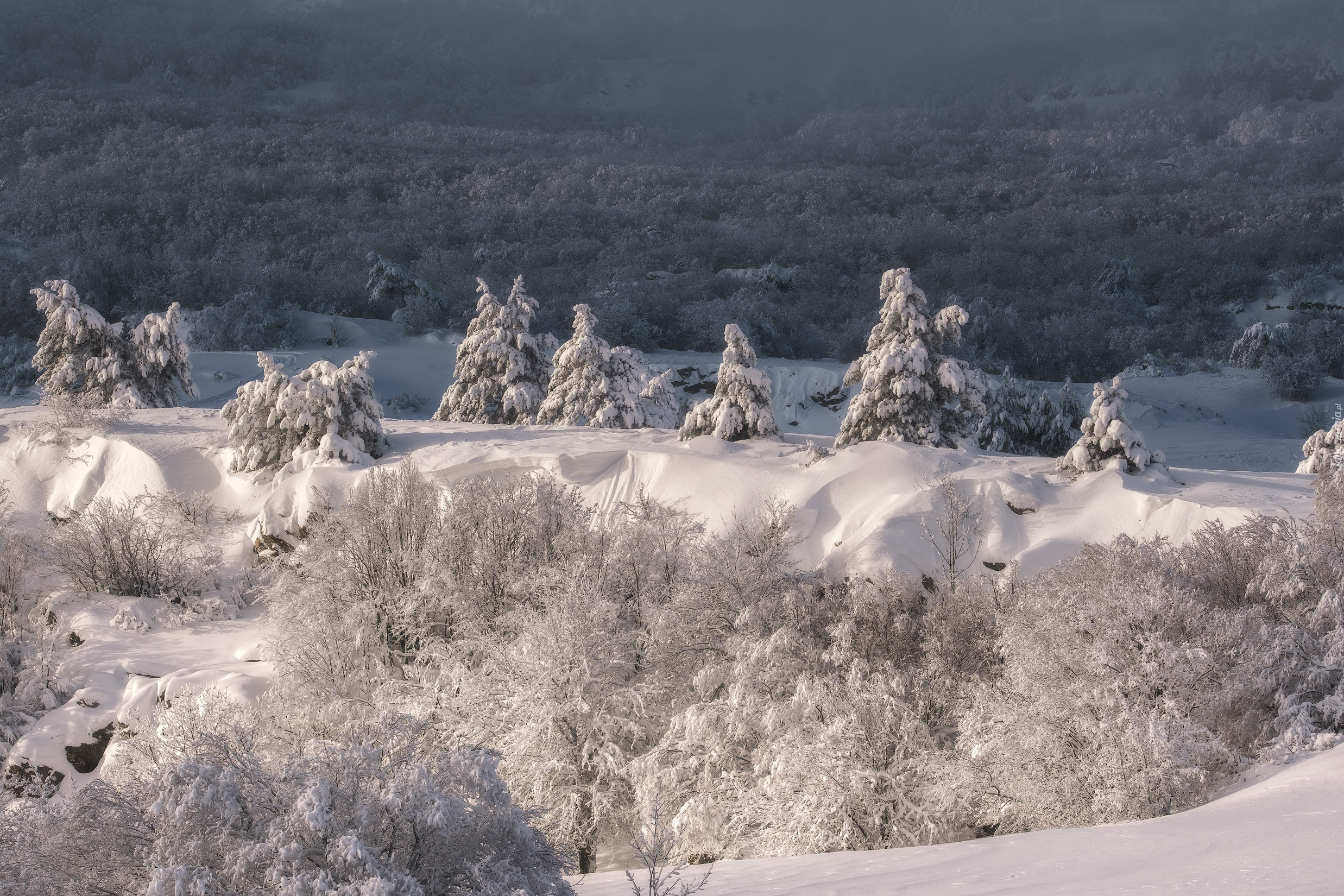 Zima, Ośnieżone, Drzewa, Szczyt, Aj-Petri, Góry Krymskie, Ukraina