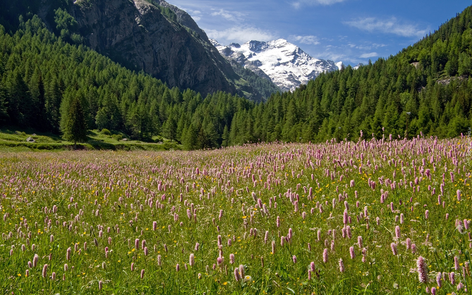 Włochy, Góry Alpy, Lasy, Drzewa, Park Narodowy Gran Paradiso, Łąka, Kwiaty