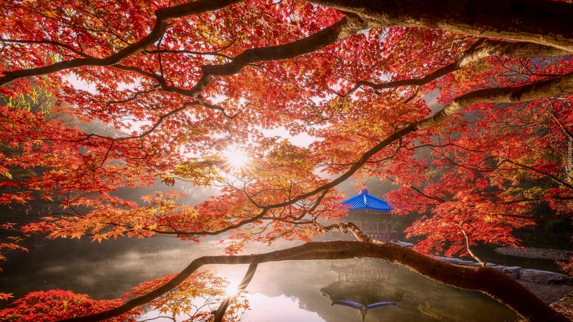 Jesień, Staw Sagiike, Klon, Liście, Altana, Pawilon Ukimido, Nara Park, Nara, Japonia