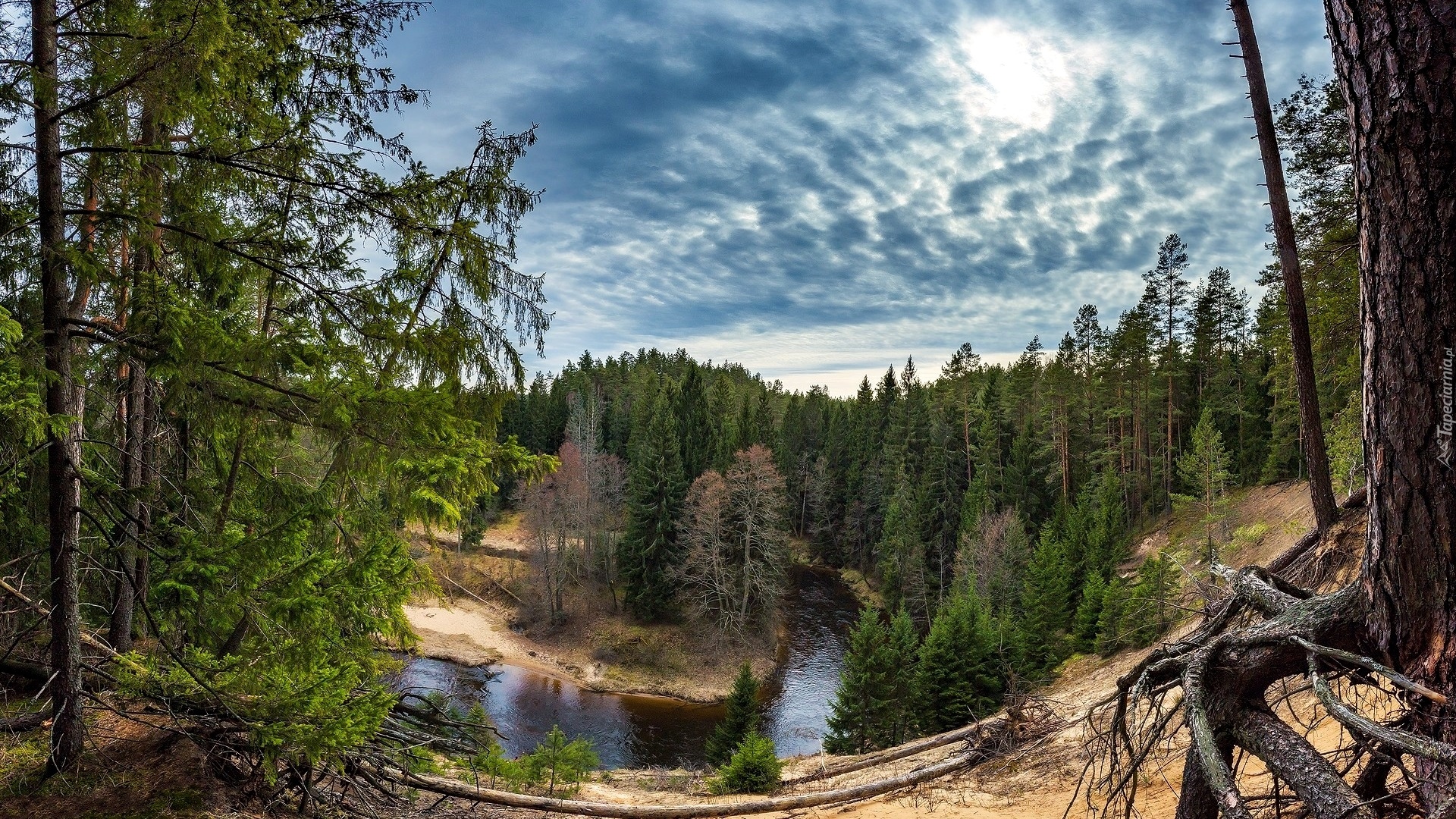 Litwa, Rzeka Ūla, Drzewa, Korzenie