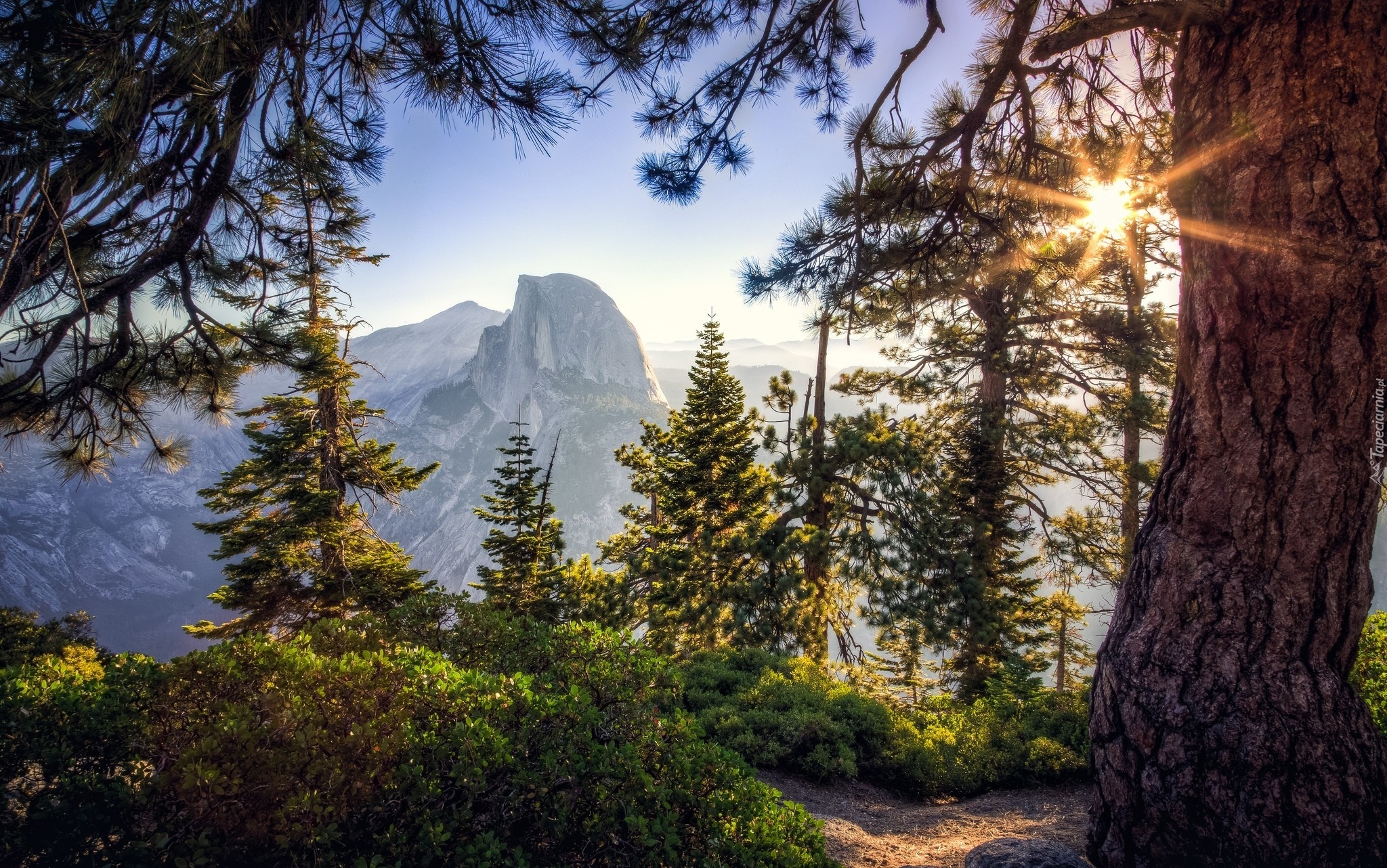 Stany Zjednoczone, Stan Kalifornia, Park Narodowy Yosemite, Szczyt Half Dome, Wschód słońca, Drzewa, Góry