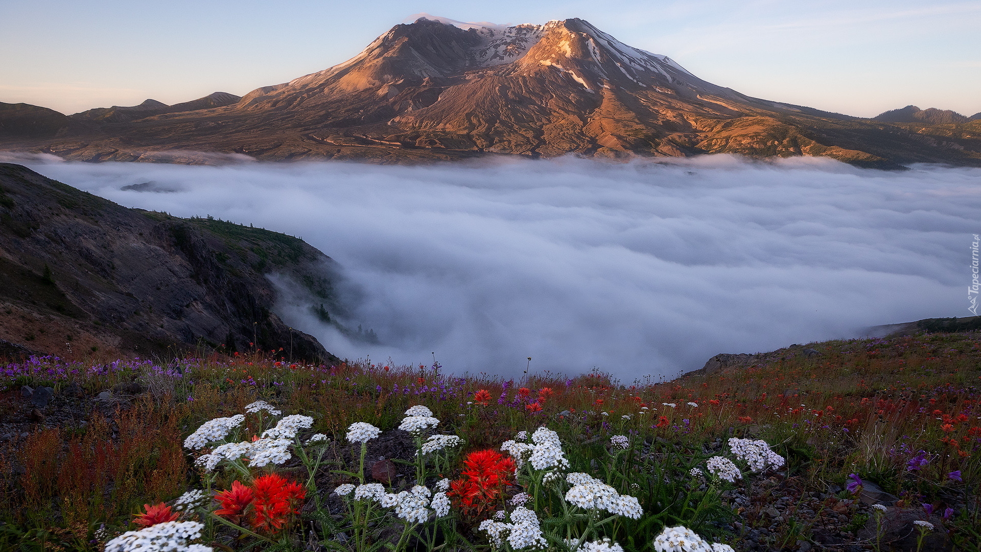 Góra, Wulkan, Mount St Helens, Kwiaty, Mgła, Stan Waszyngton, Stany Zjednoczone