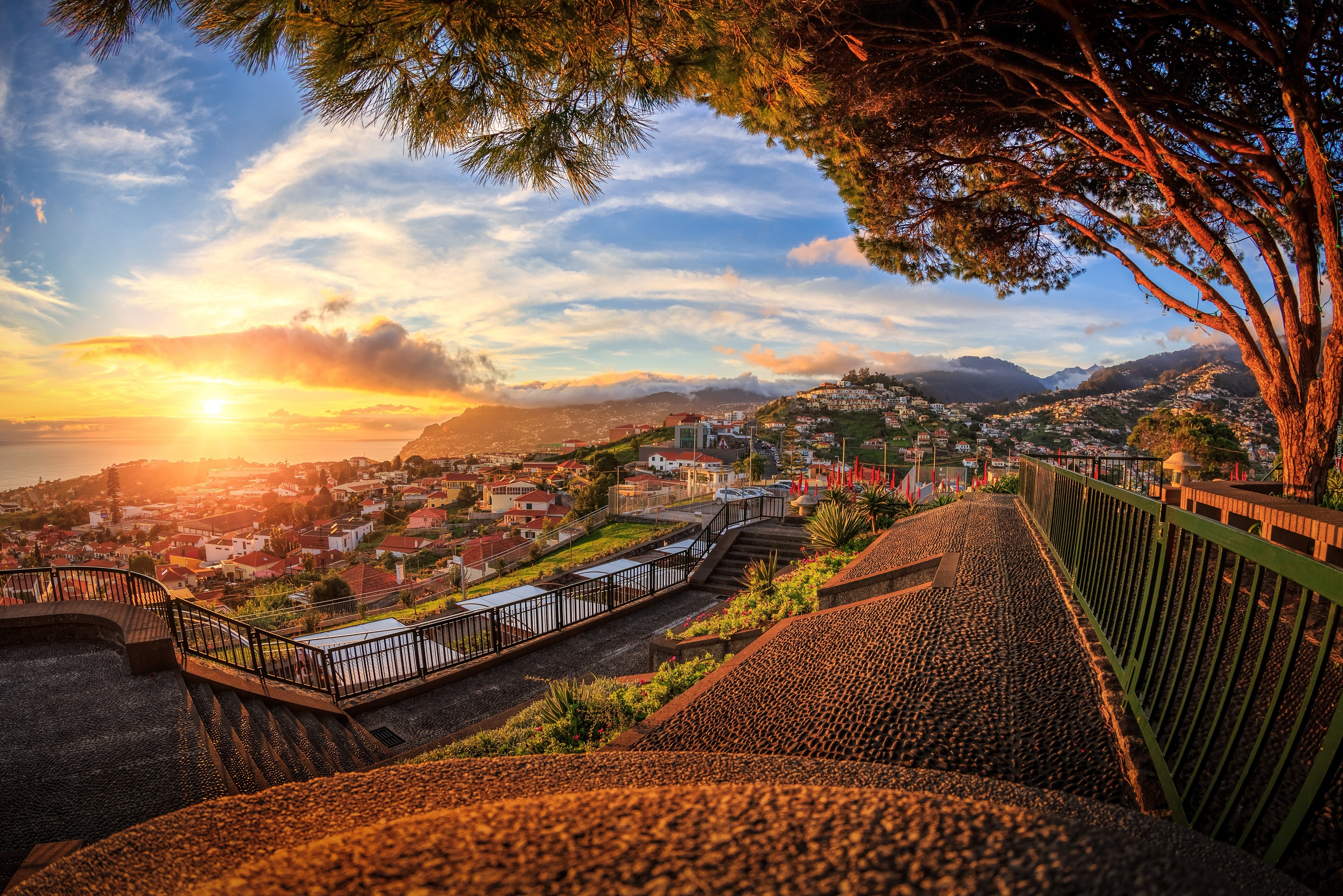 Portugalia, Wyspa Madera, Wybrzeże, Wschód słońca, Drzewo