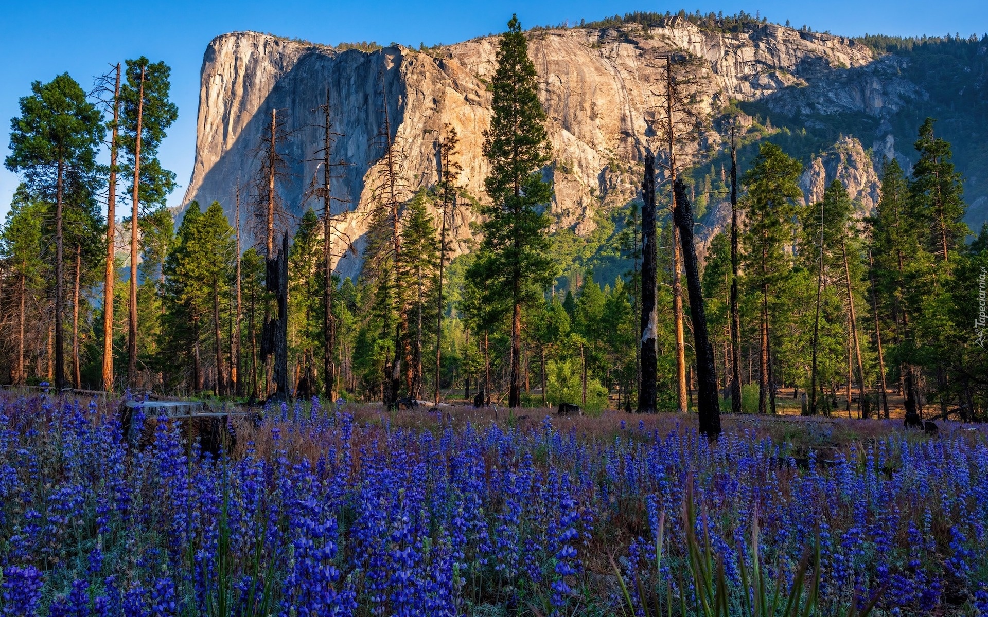 Stany Zjednoczone, Kalifornia, Park Narodowy Yosemite, Drzewa, Góra, El Capitan, Skała, Kwiaty