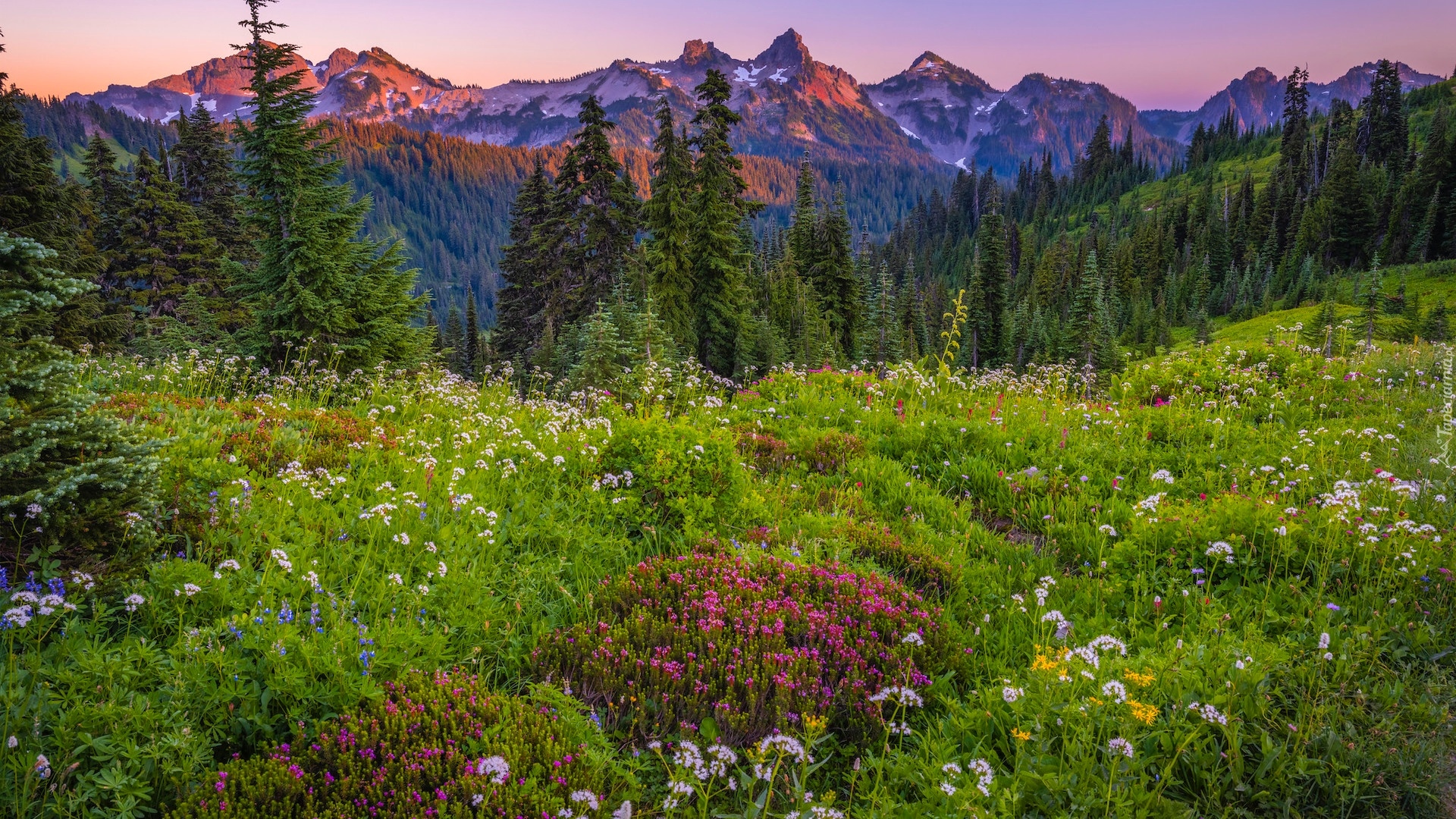Park Narodowy Mount Rainier, Góry, Tatoosh Range, Łąka, Kwiaty, Drzewa, Stan Waszyngton, Stany Zjednoczone